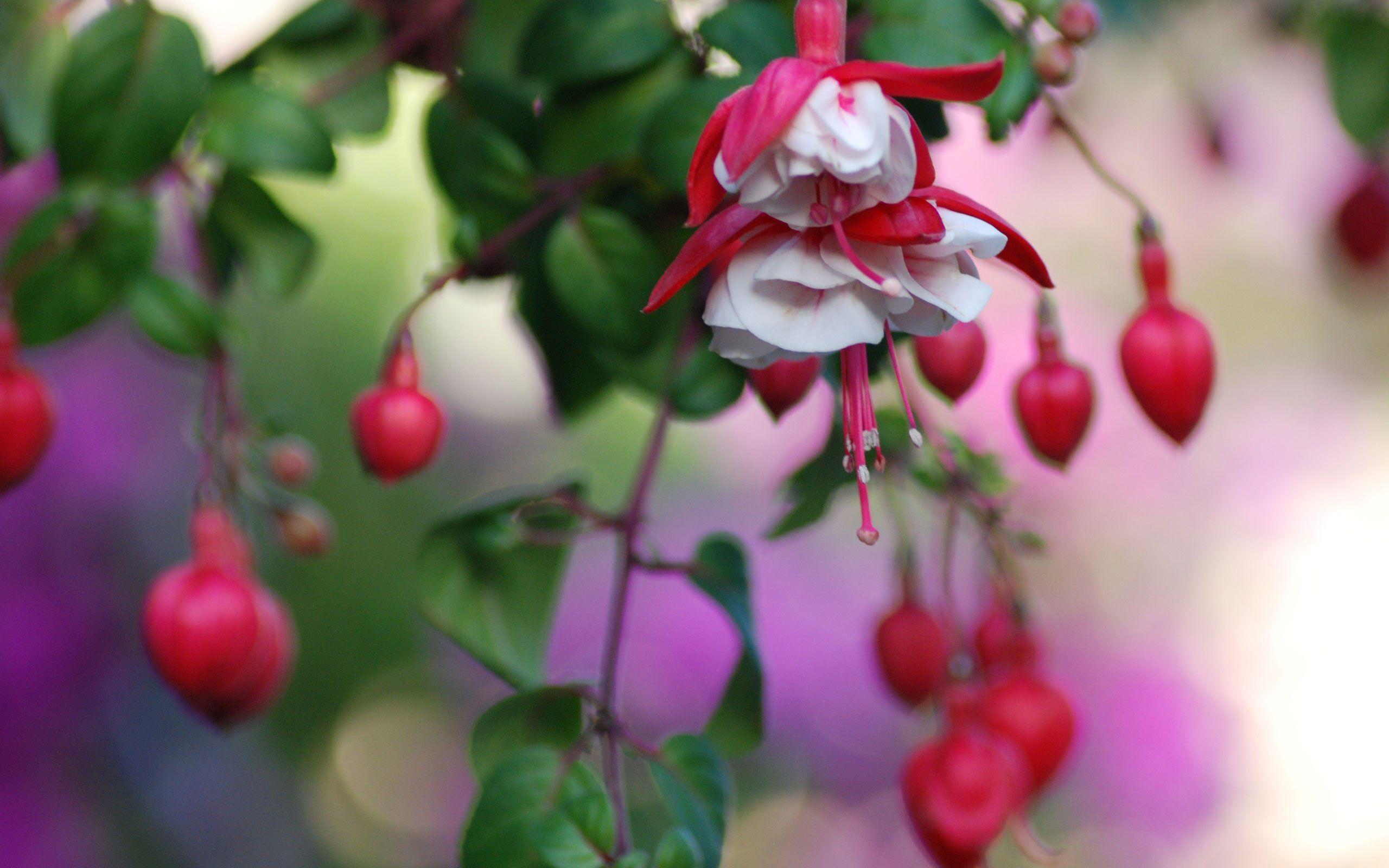 Fuchsia Flower Backgrounds Wallpaper Cave