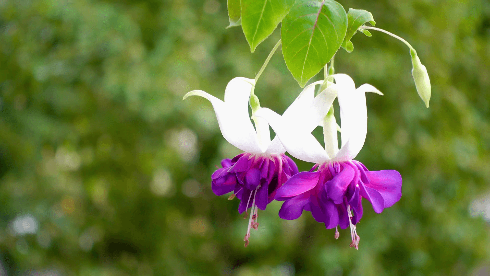 Fuchsia Flower Backgrounds Wallpaper Cave
