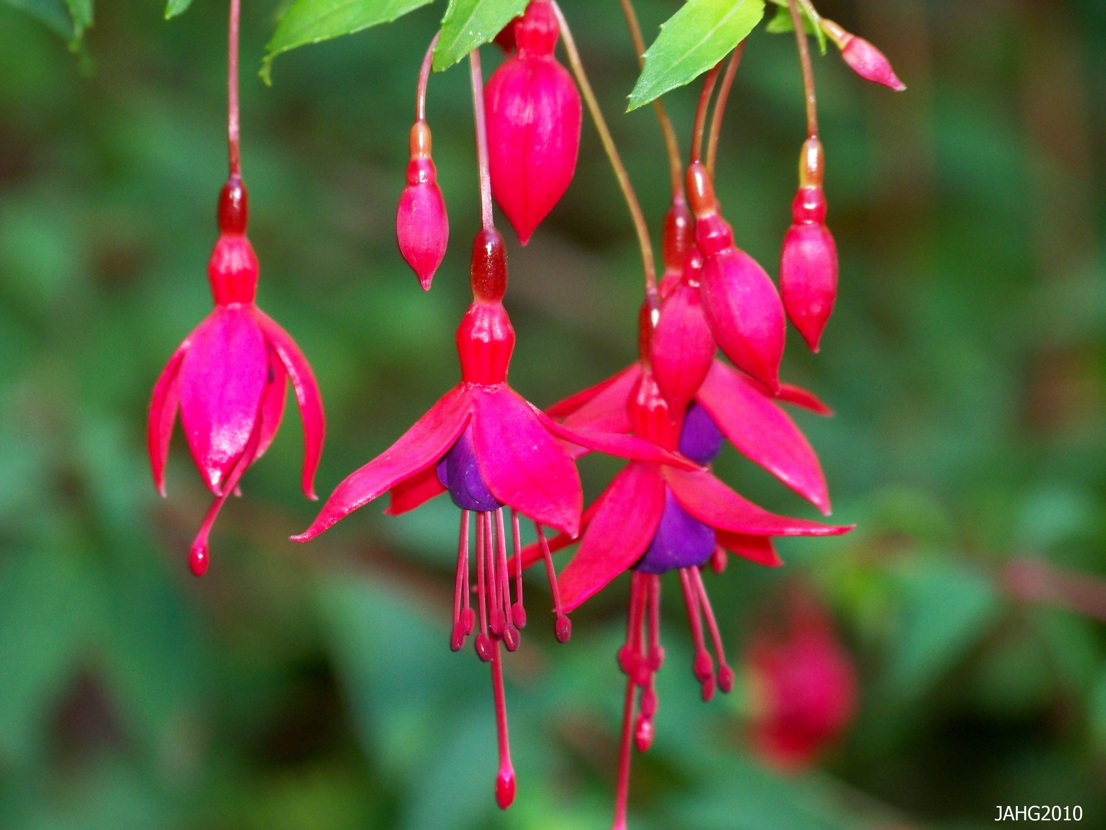 Fuchsia Flower Backgrounds Wallpaper Cave