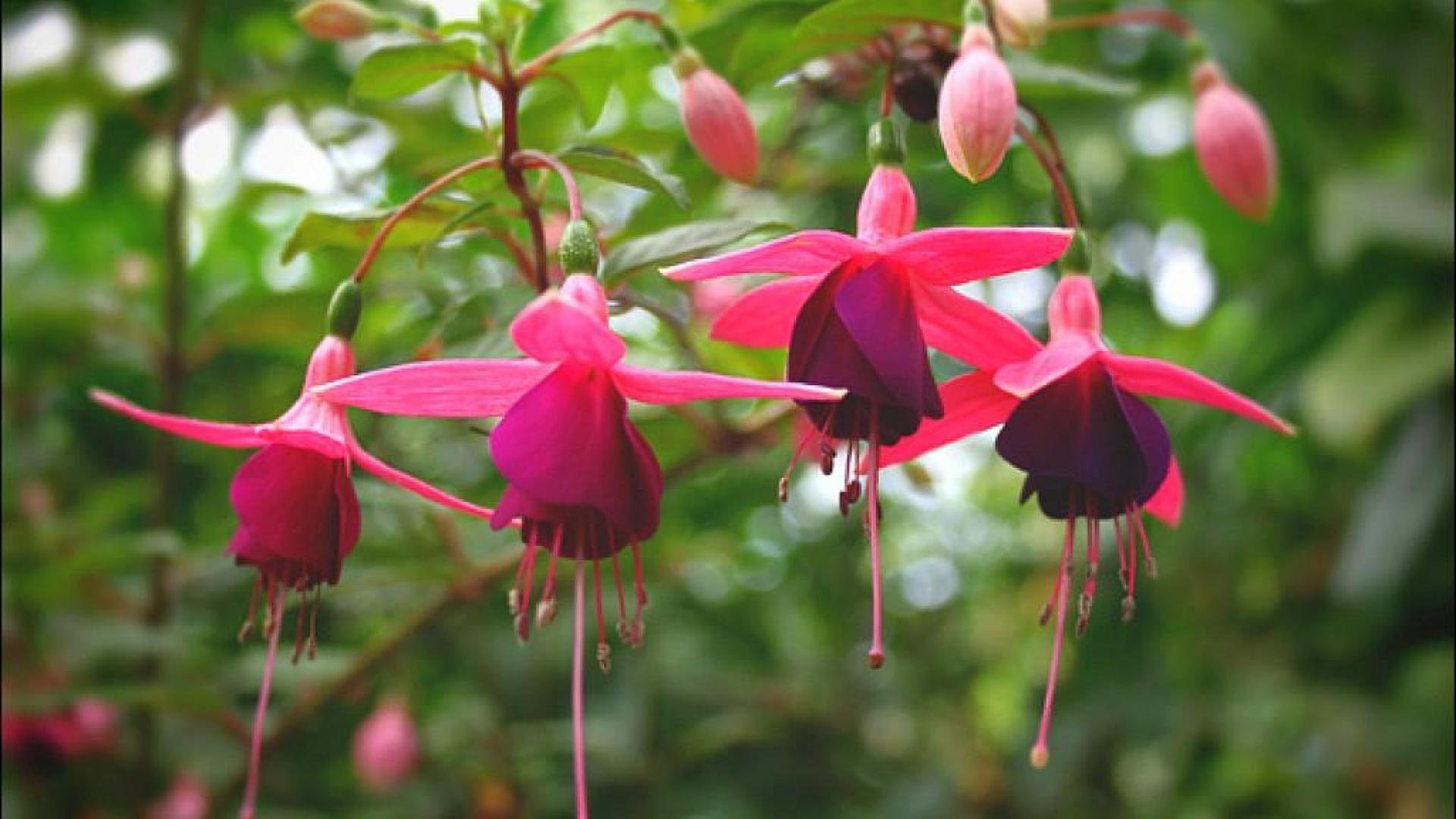 Fuchsia Flower Backgrounds Wallpaper Cave