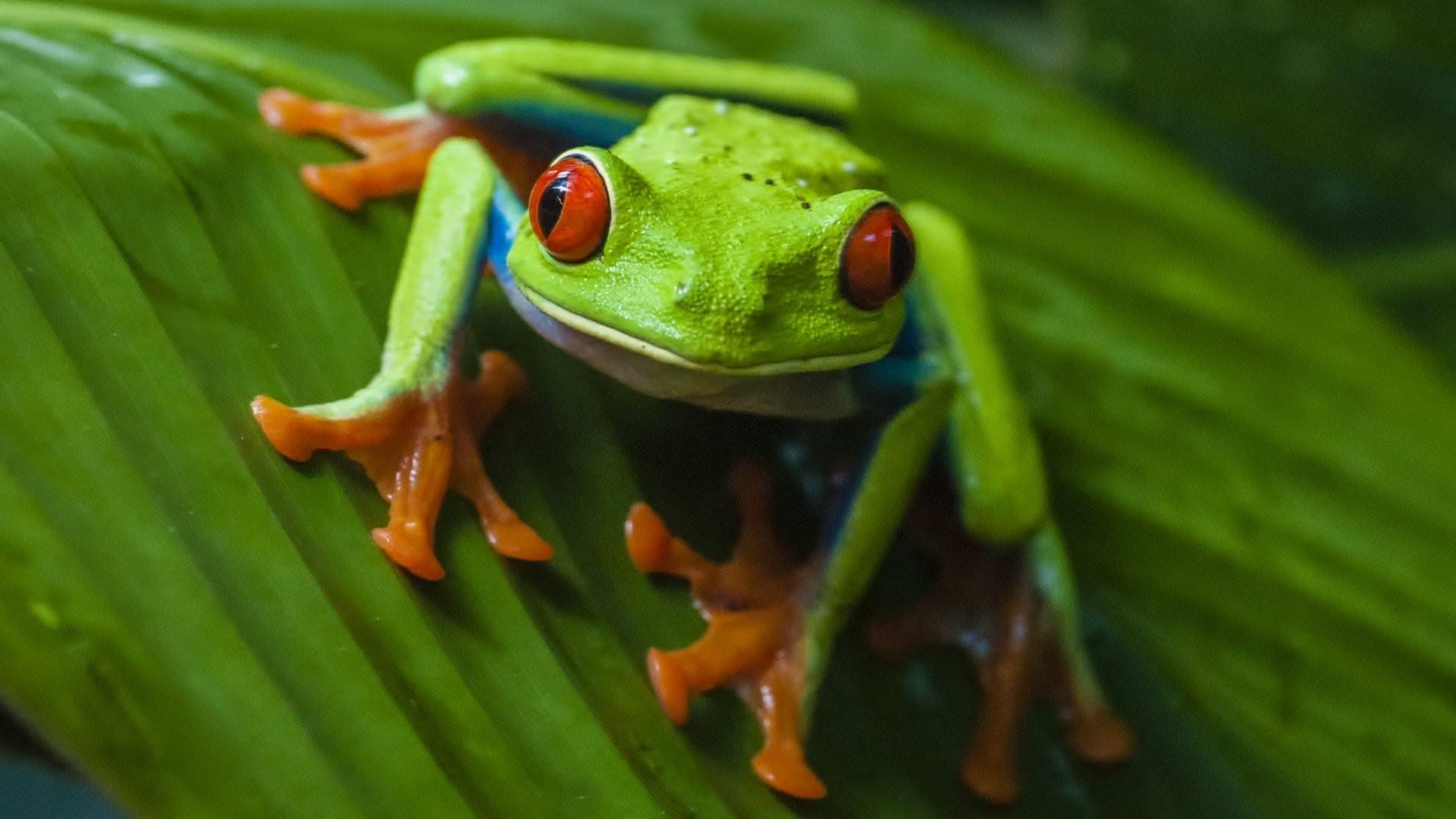 Green Frog Wallpapers Wallpaper Cave