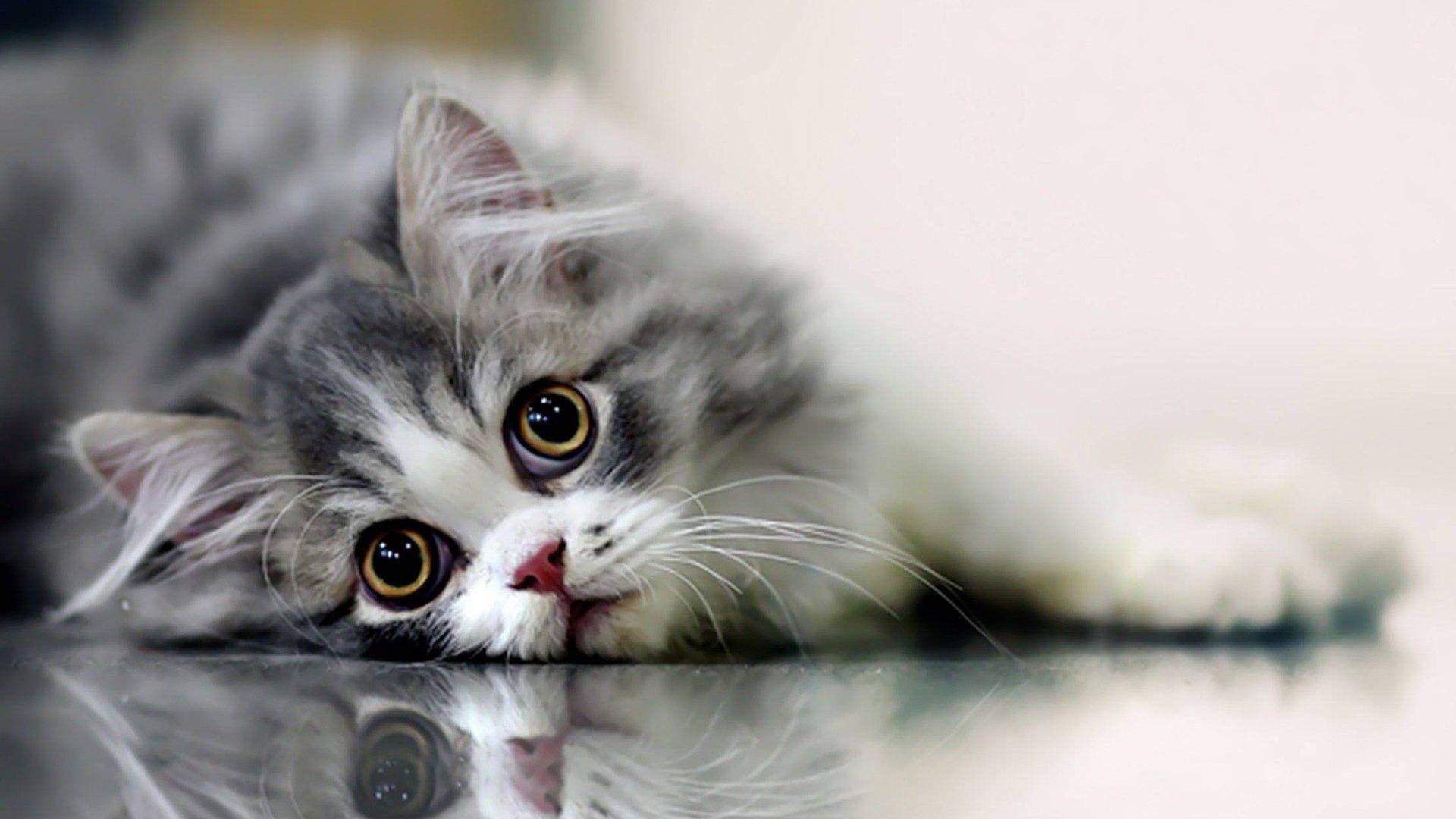 Cat HD Wallpapers 1920x1080 Wallpaper Cave