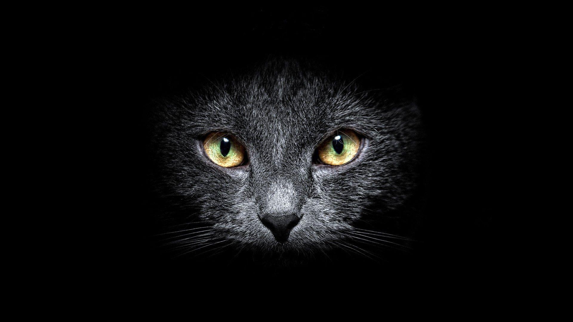 Black Cat HD Wallpapers Wallpaper Cave