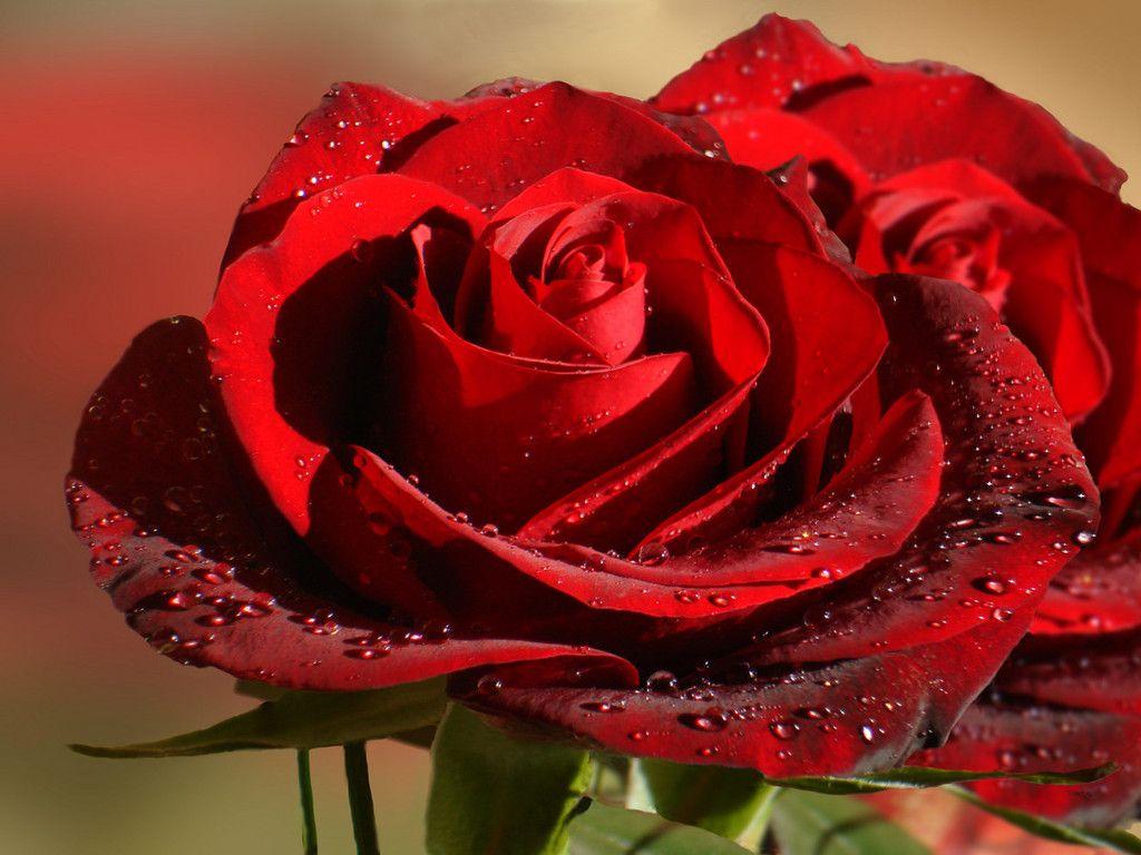 Red Rose Dil HD Wallpapers Wallpaper Cave