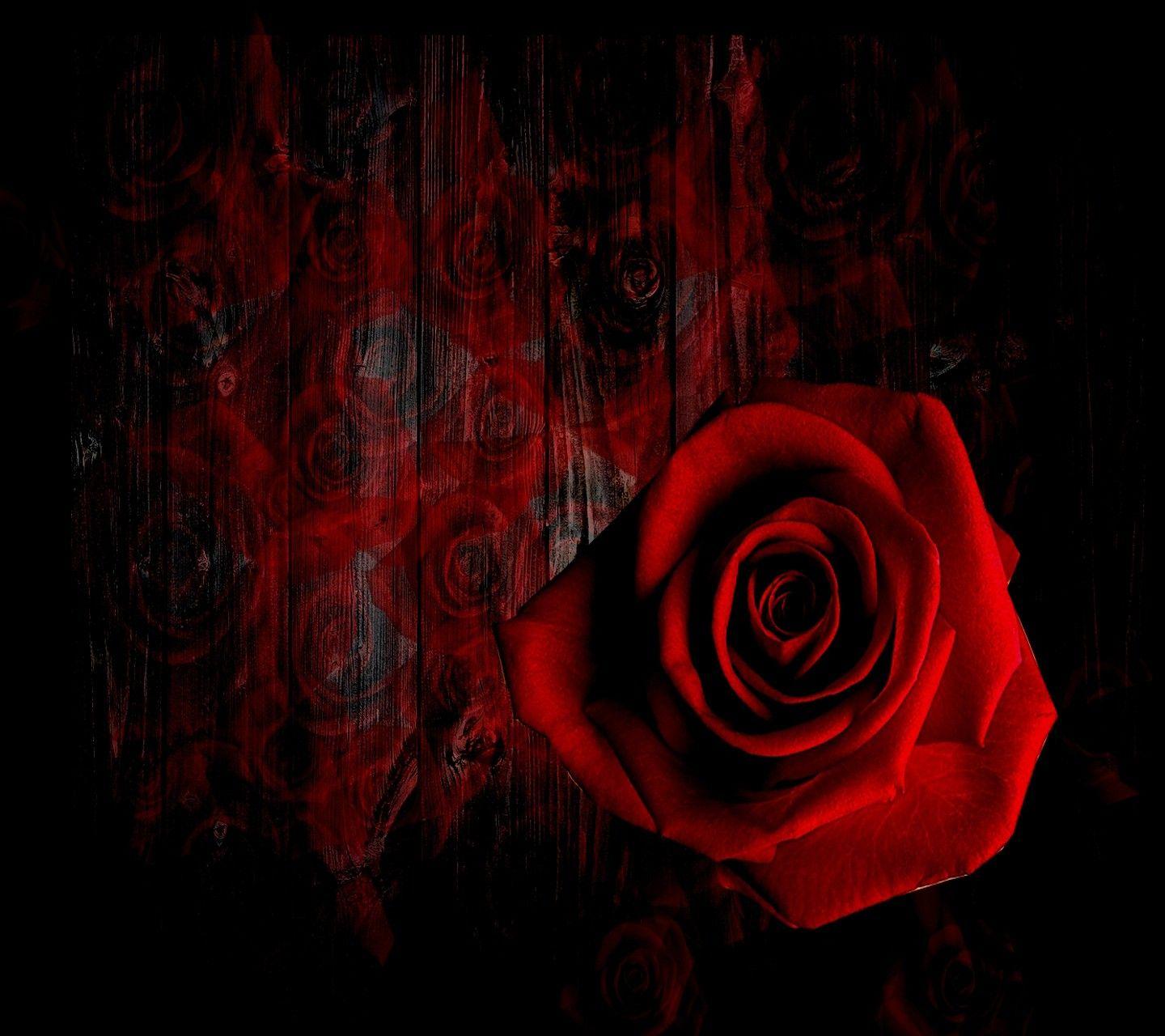 Rose In Fire Wallpapers Wallpaper Cave