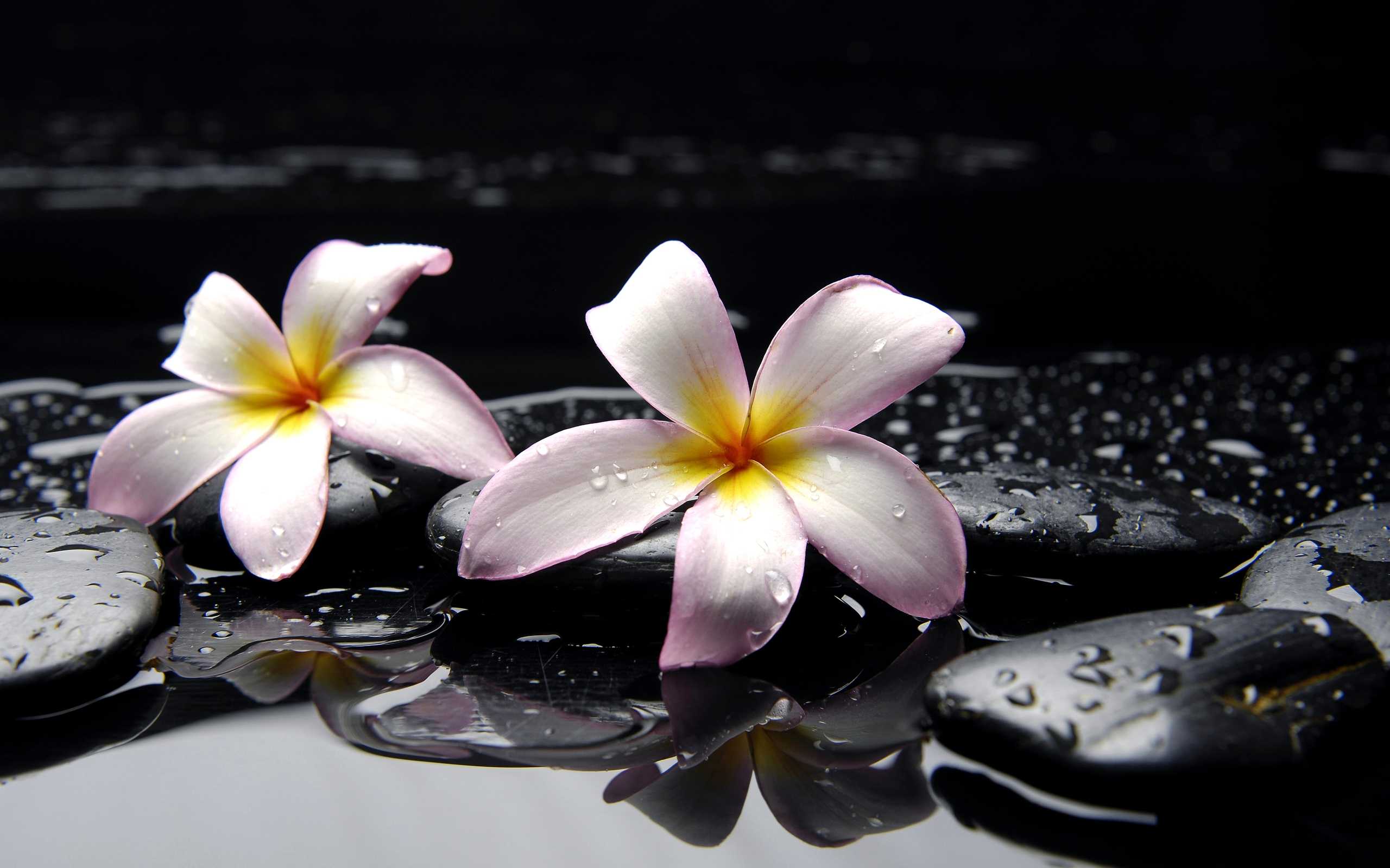 Hawaiian Plumeria Flower Wallpapers Wallpaper Cave