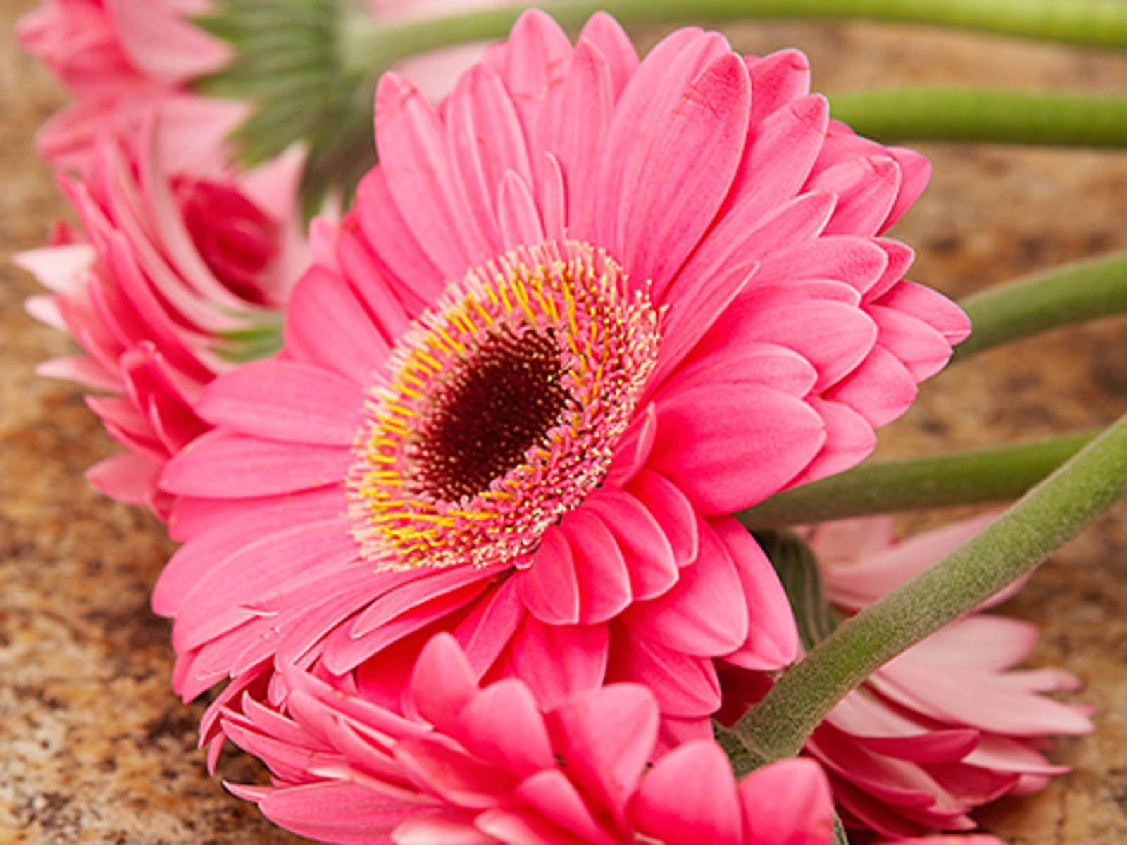 Pink Daisy Flower Wallpapers Wallpaper Cave