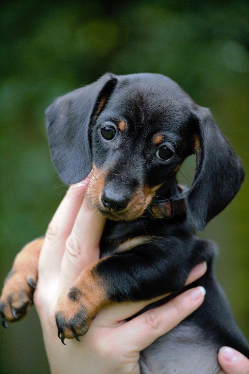 Spring Dachshund Puppies Wallpapers Wallpaper Cave