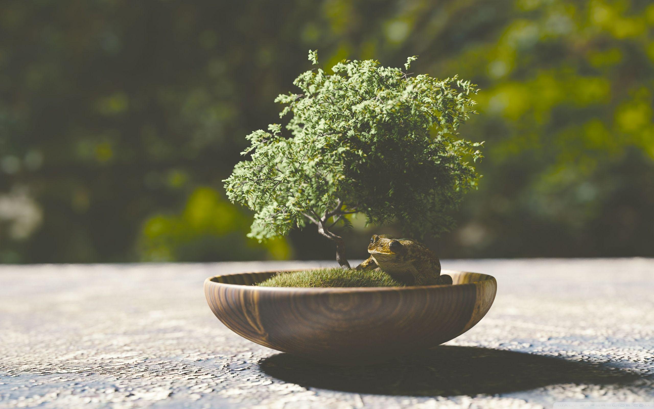 Bonsai Wallpapers HD Wallpaper Cave