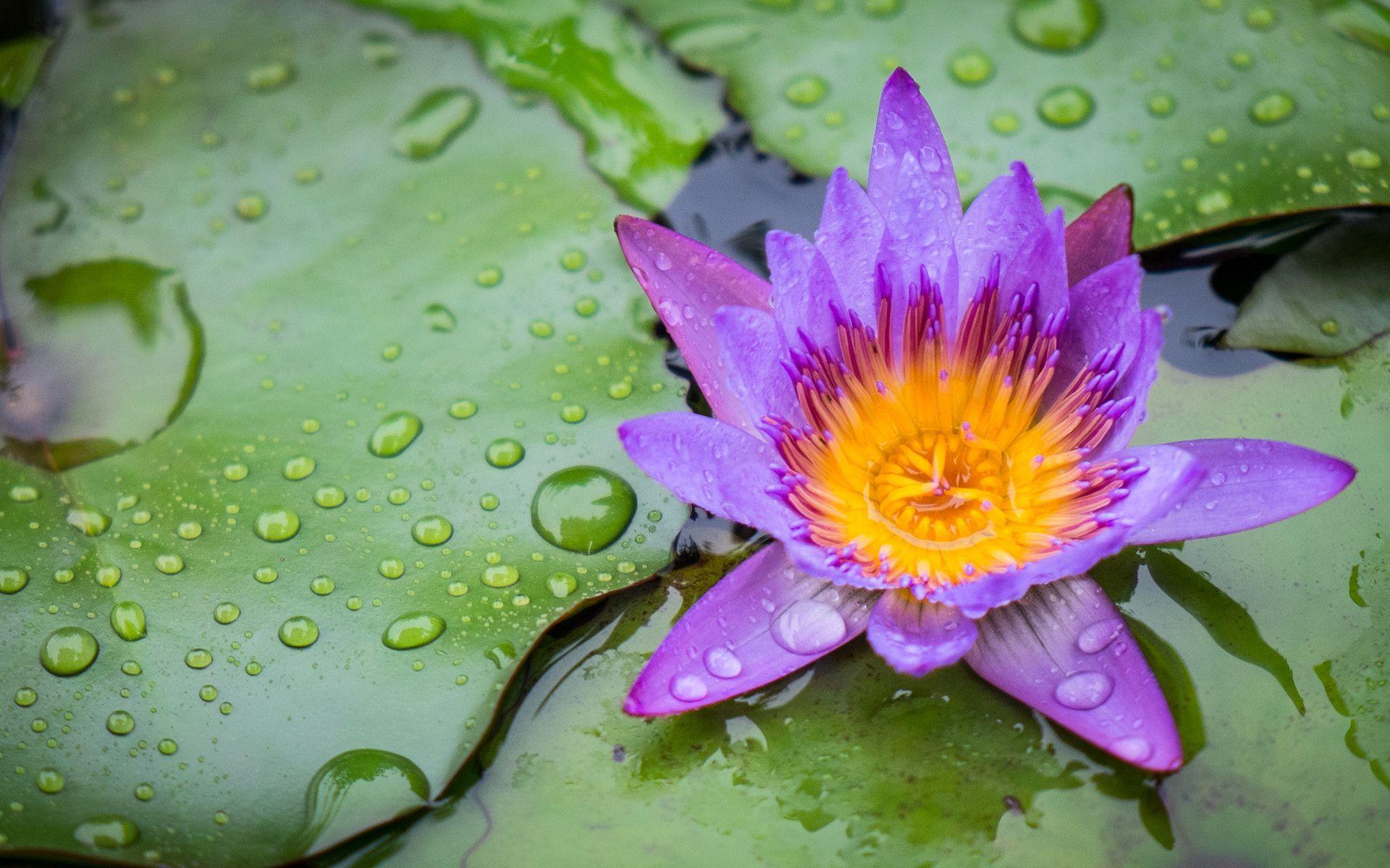 Lily Pads Wallpapers Wallpaper Cave