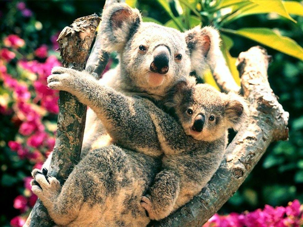 Baby Koala Wallpapers Wallpaper Cave