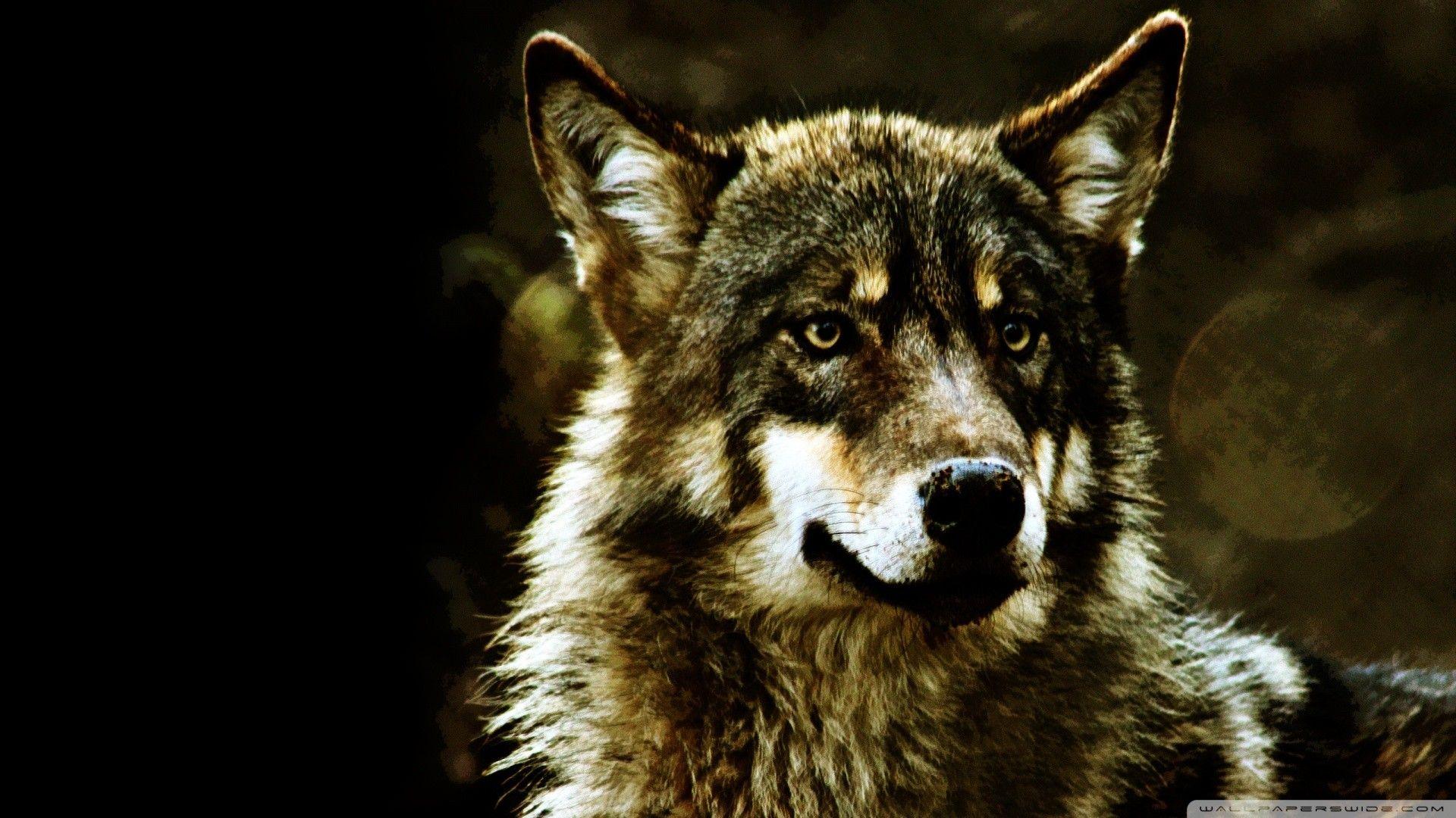 Free Evil Wolf Wallpapers Wallpaper Cave