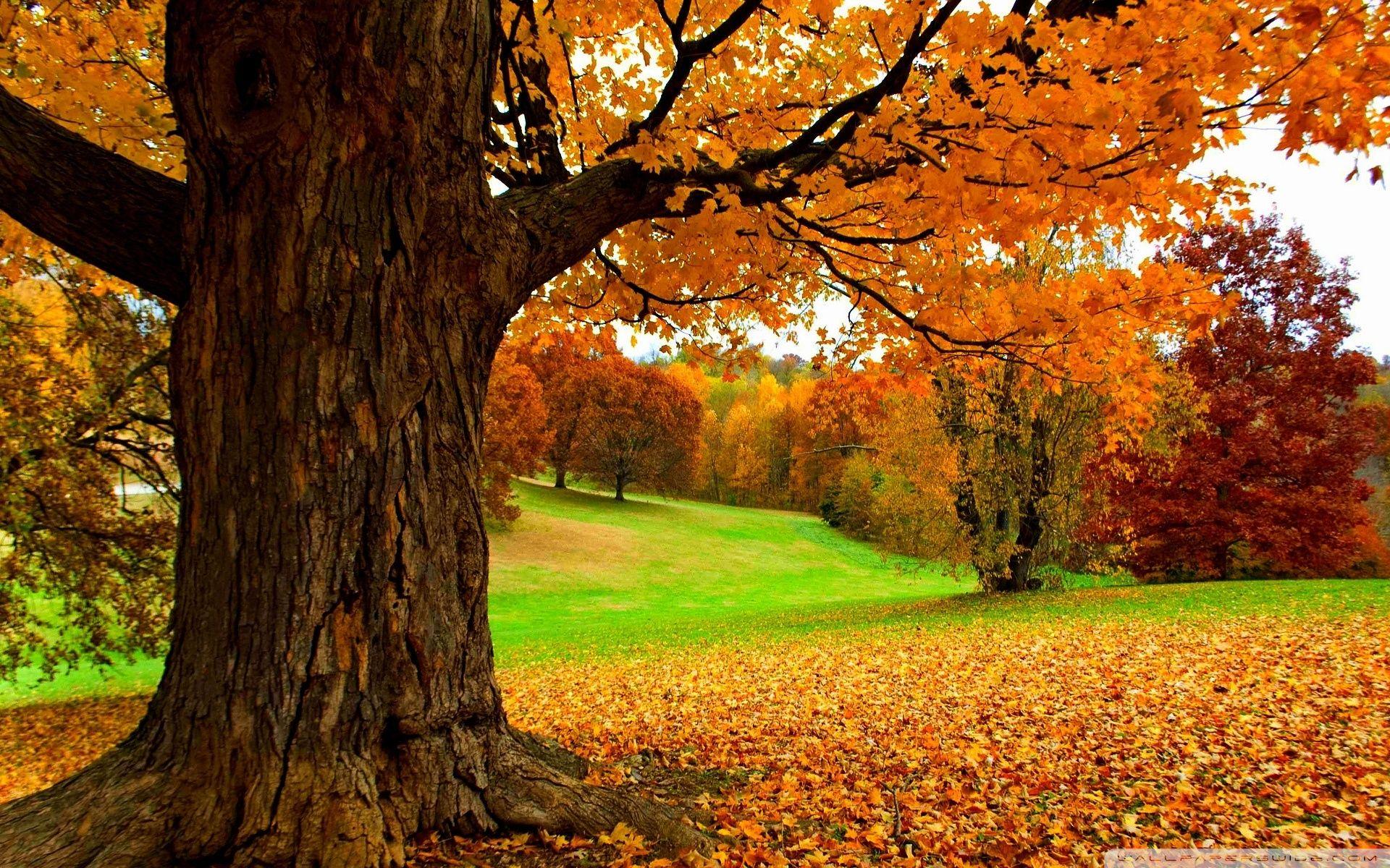 Yellow Tree HD Wallpapers Wallpaper Cave