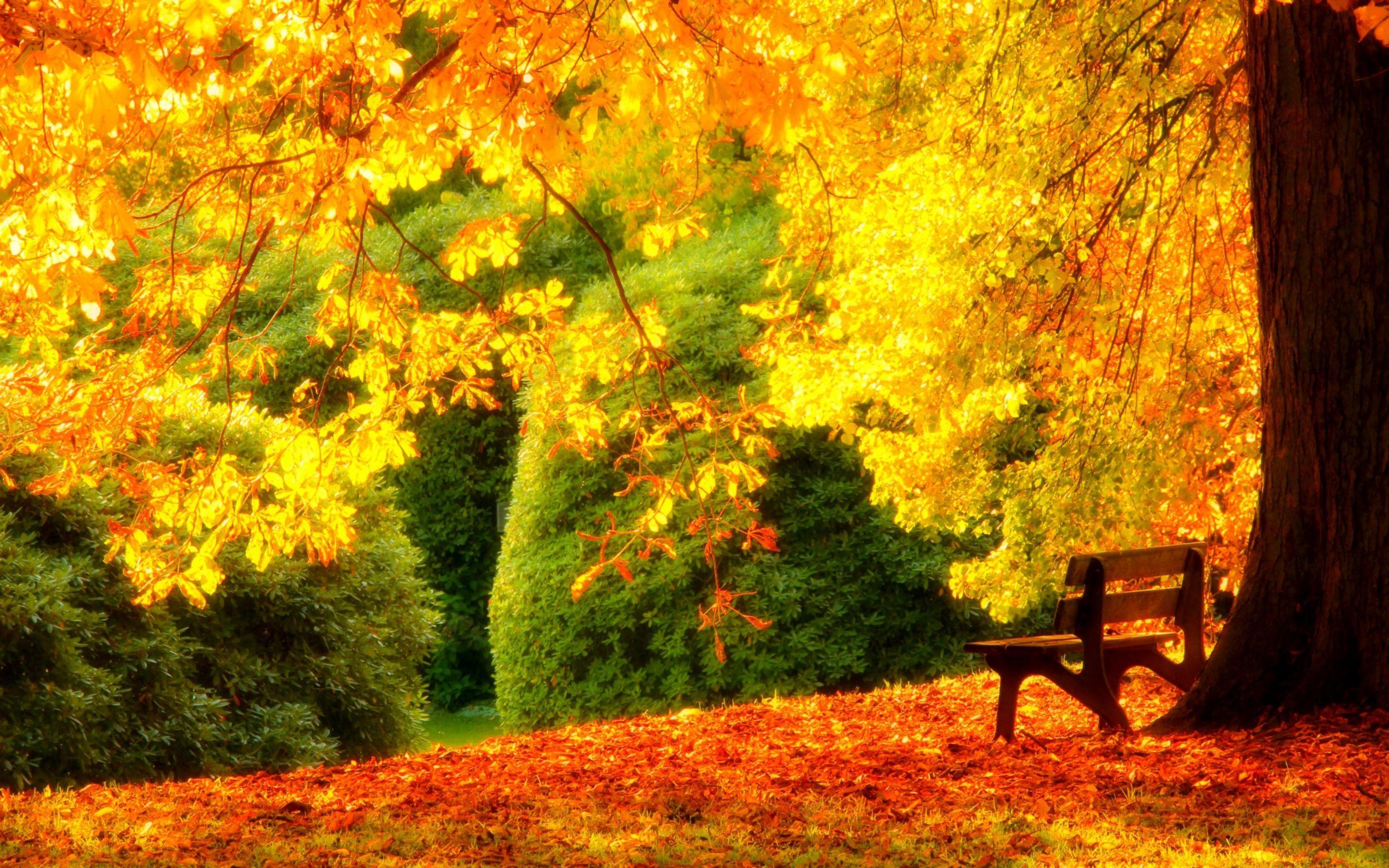 Yellow Tree HD Wallpapers Wallpaper Cave