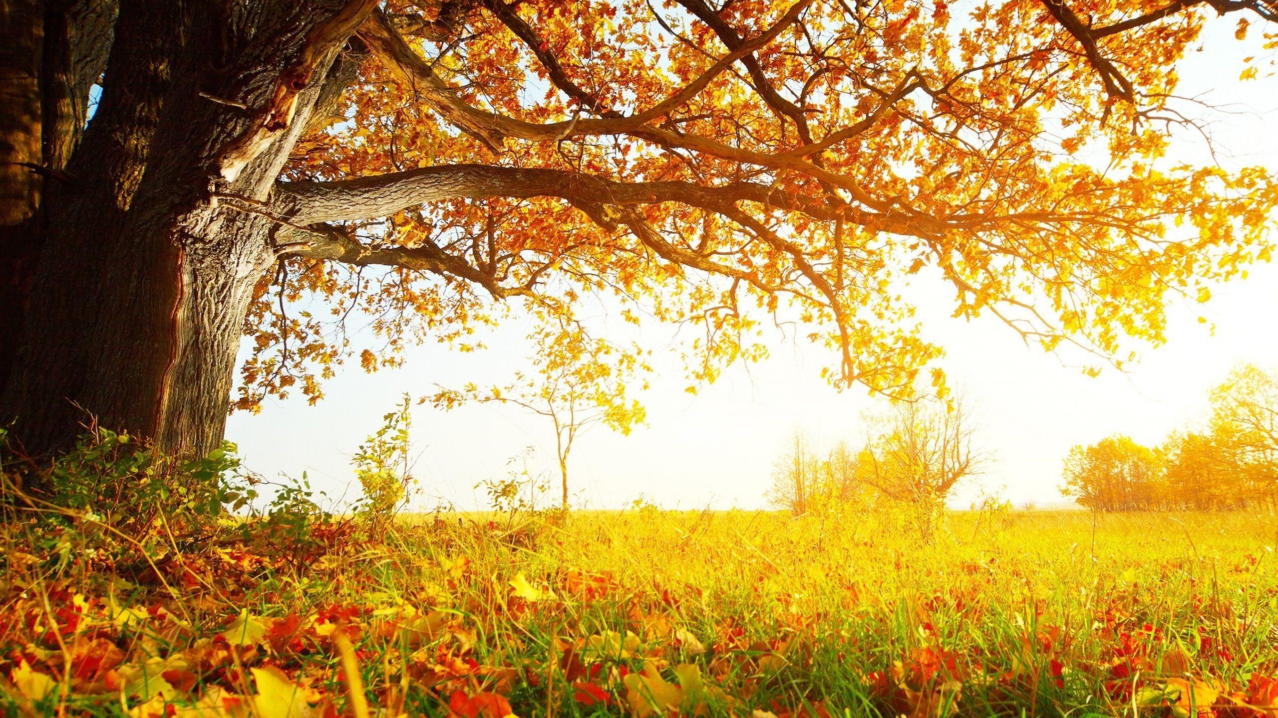 Yellow Tree HD Wallpapers Wallpaper Cave