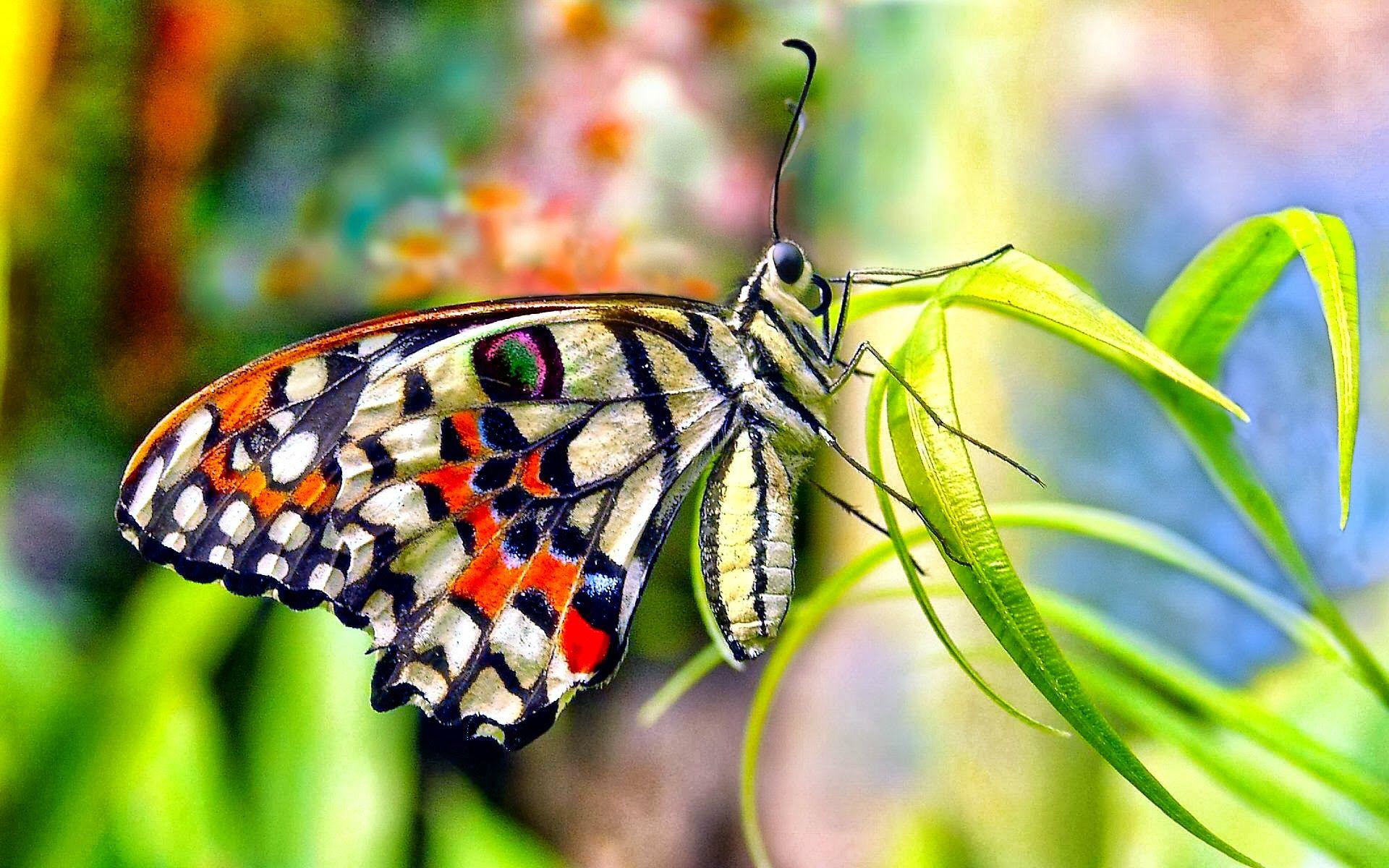High Quality Butterfly Wallpapers Wallpaper Cave