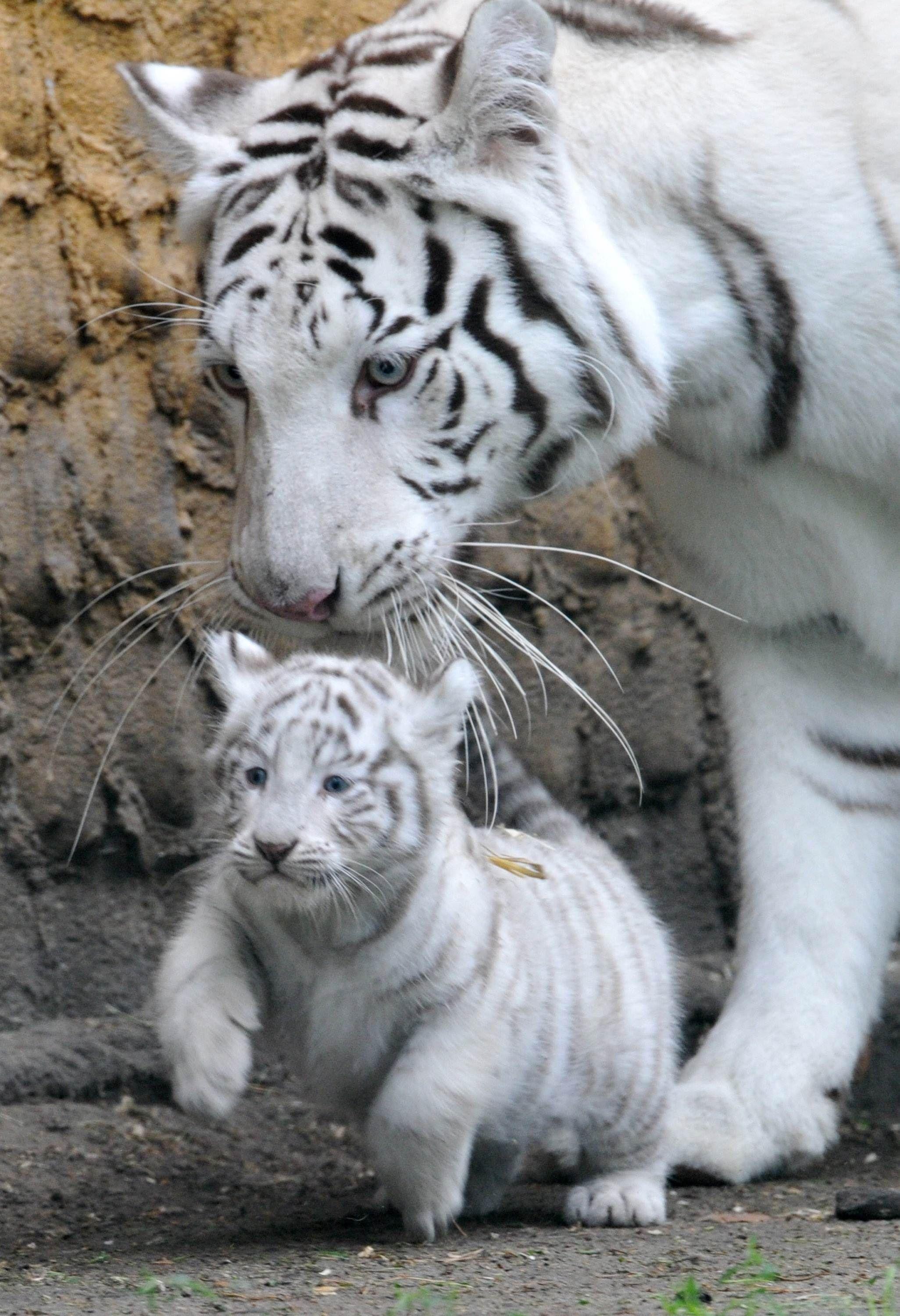 Baby White Tiger Wallpaper 3d