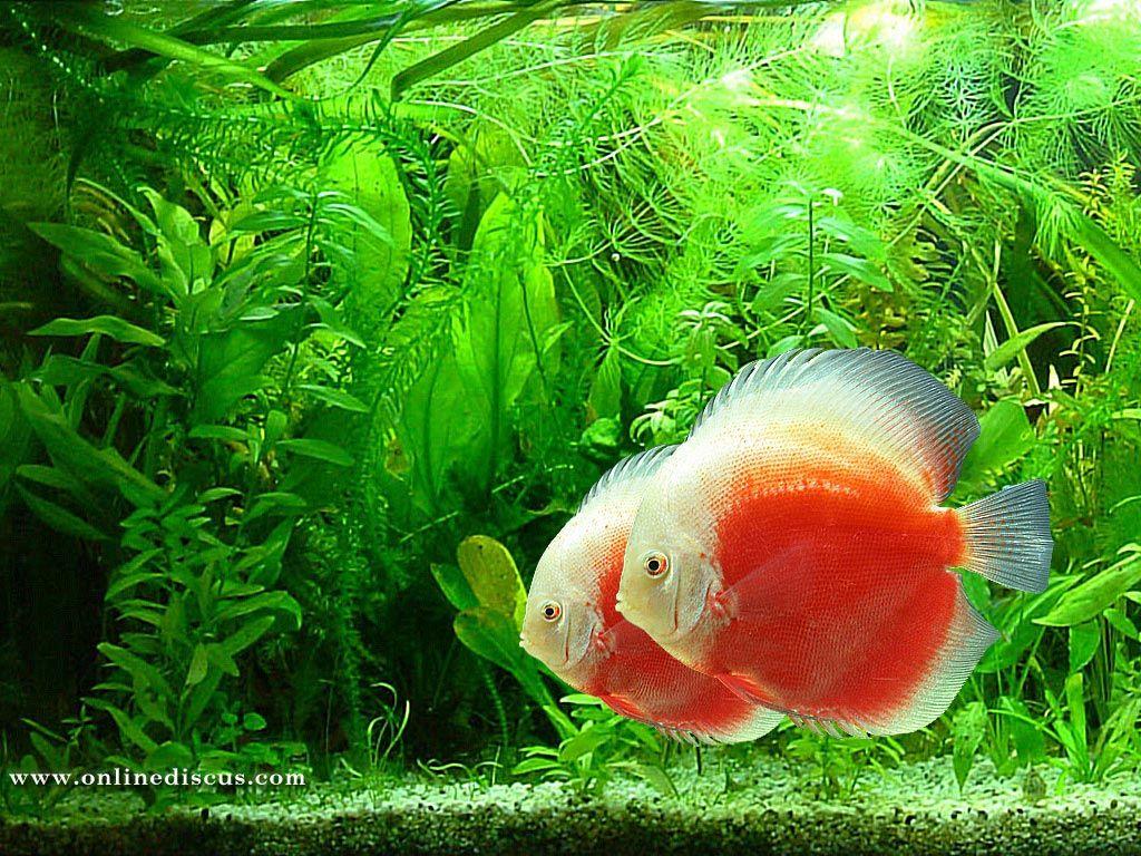 Wallpapers Ikan Wallpaper Cave