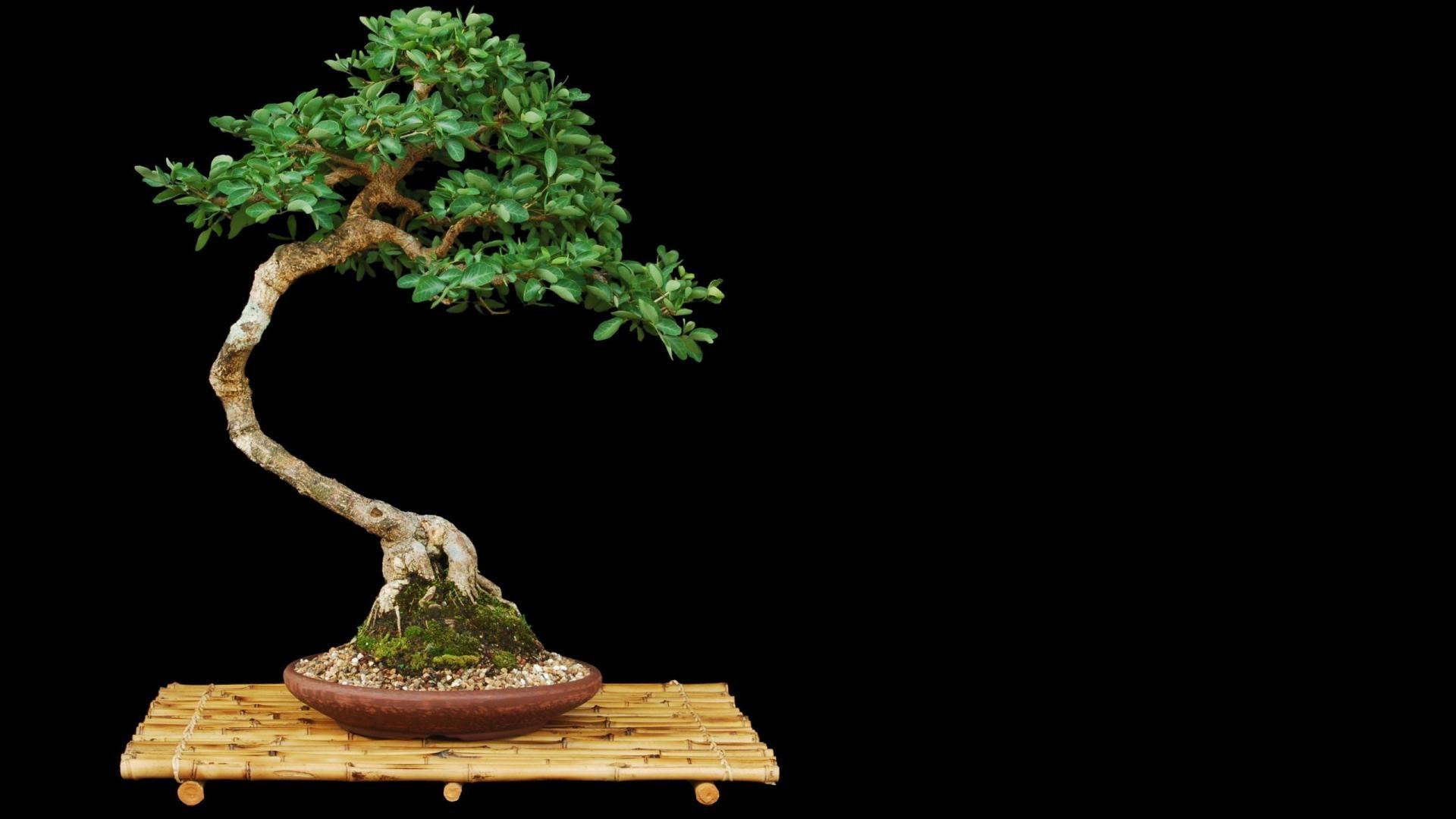 Bonsai Wallpapers HD Wallpaper Cave