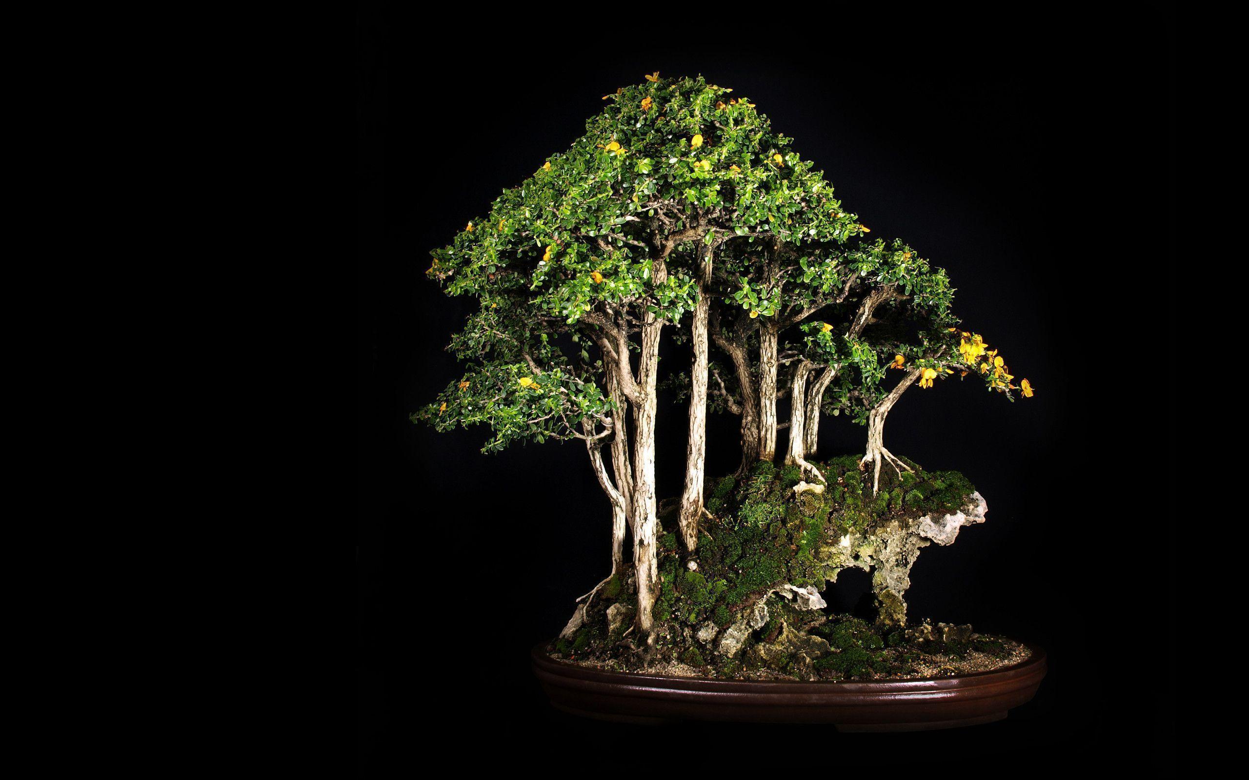 Bonsai Wallpapers HD Wallpaper Cave