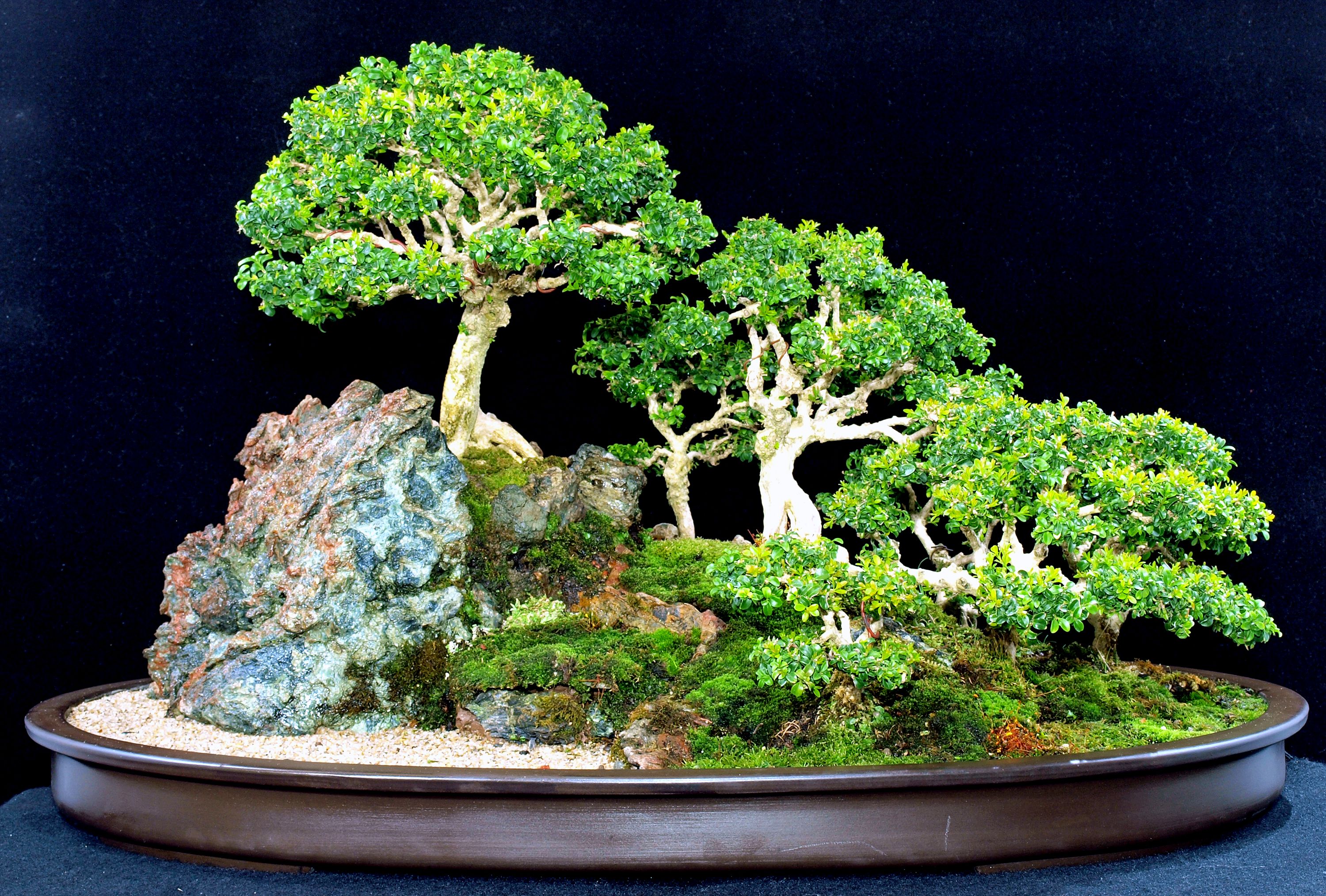 Bonsai Wallpapers HD Wallpaper Cave
