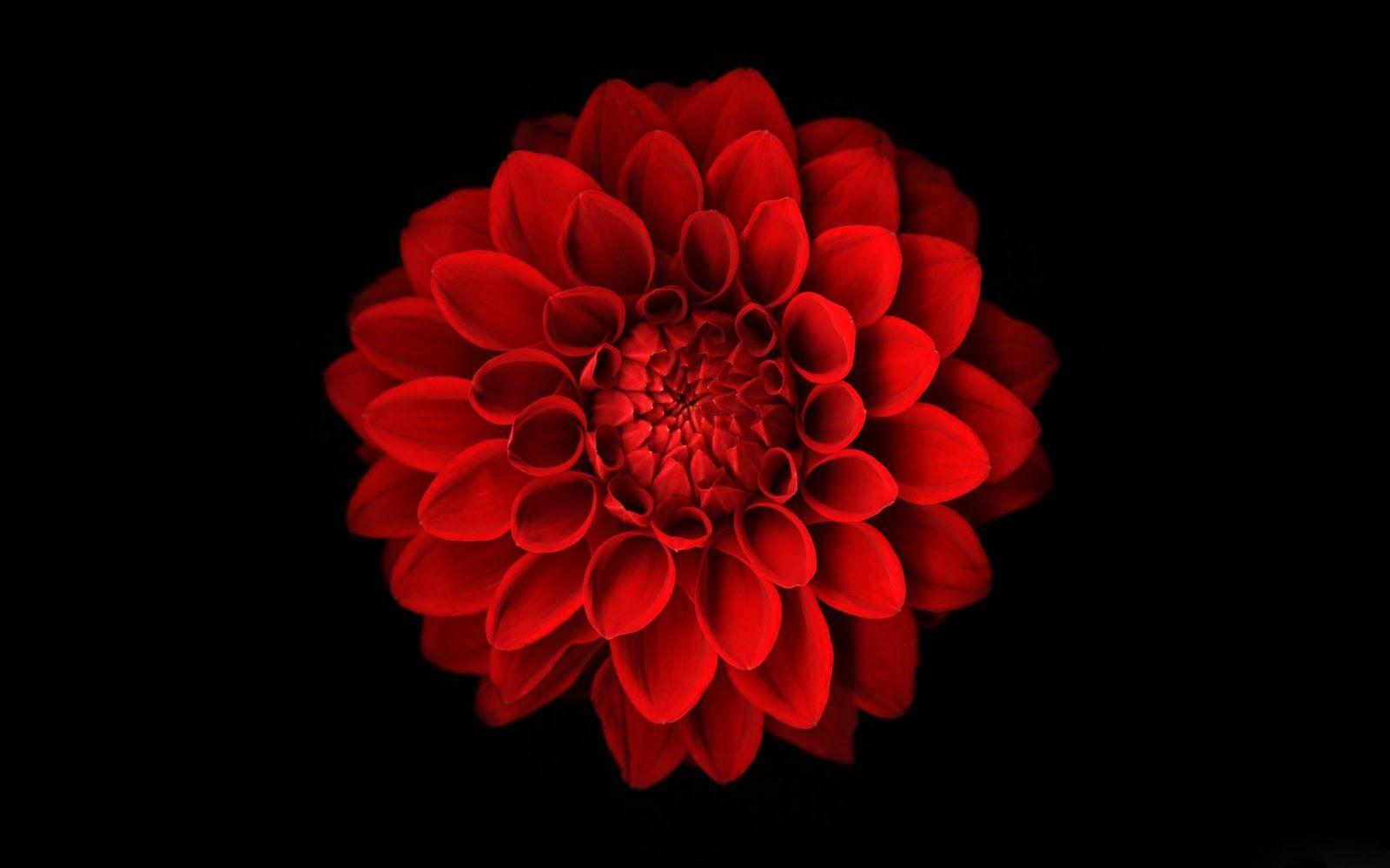 Red Flower Wallpaper Backgrounds Wallpaper Cave