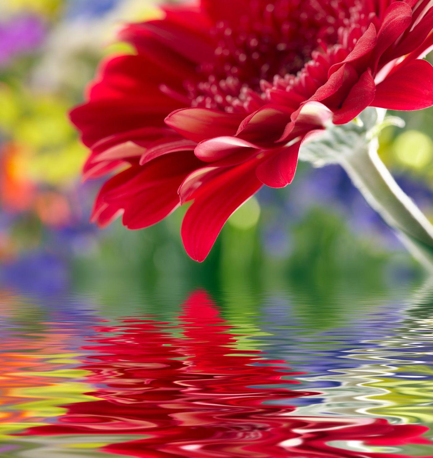 Reflection Flowers Wallpapers Wallpaper Cave