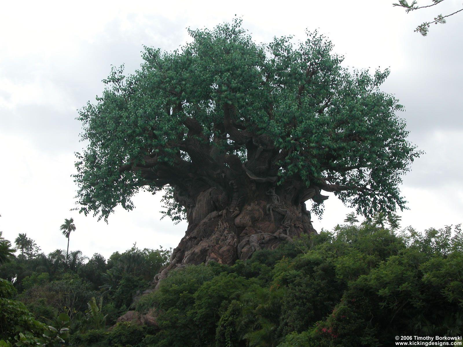 Animal Kingdom Wallpapers Wallpaper Cave