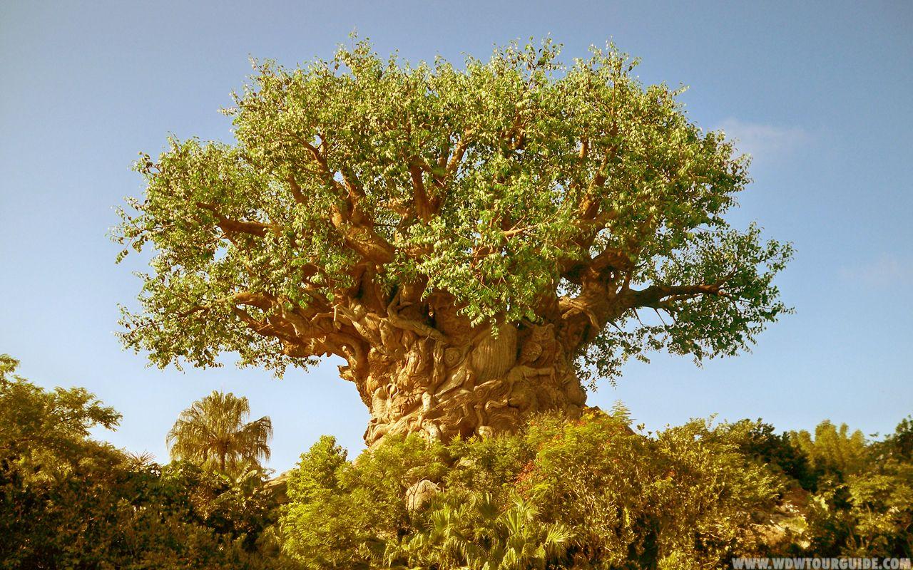 Animal Kingdom Wallpapers Wallpaper Cave