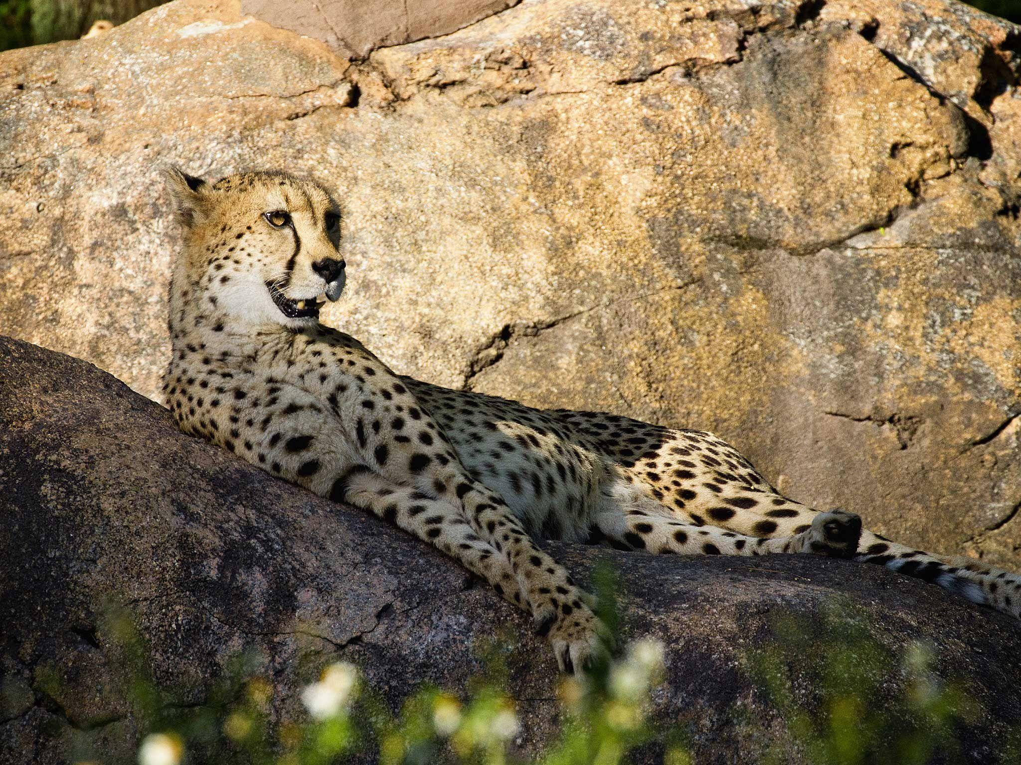 Animal Kingdom Wallpapers Wallpaper Cave