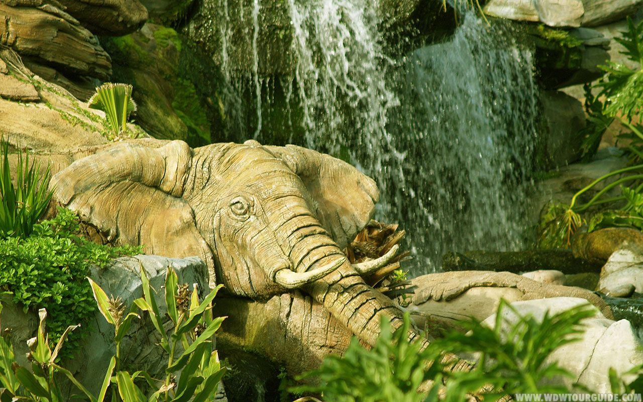 Animal Kingdom Wallpapers Wallpaper Cave