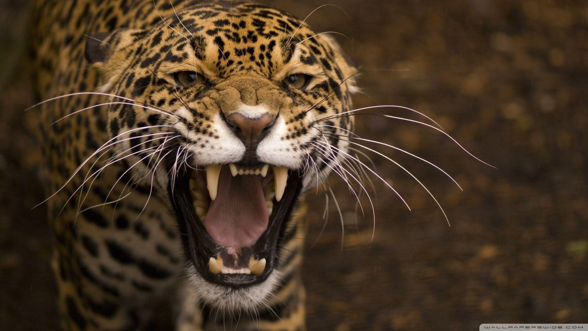 Leopard Desktop Wallpaper