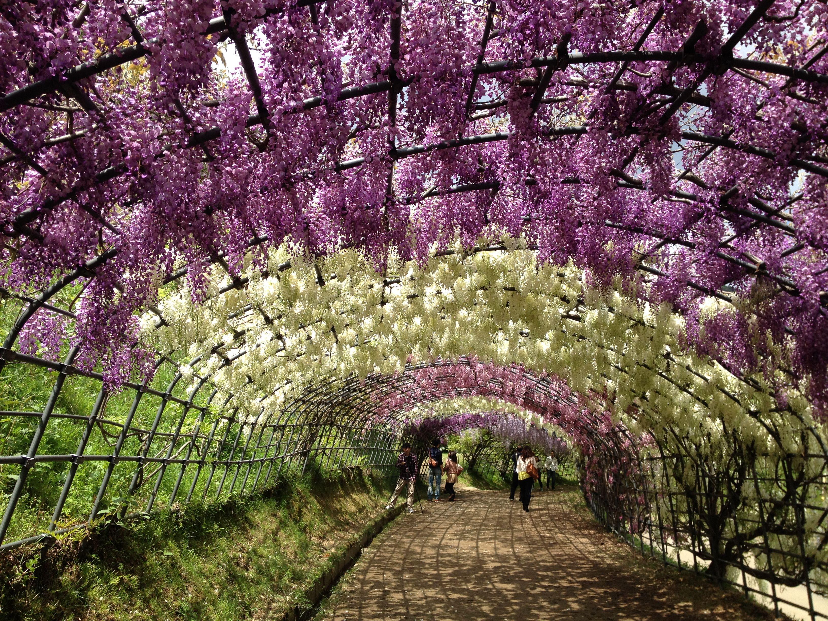 Japan Flower Tunnel Wallpapers Wallpaper Cave