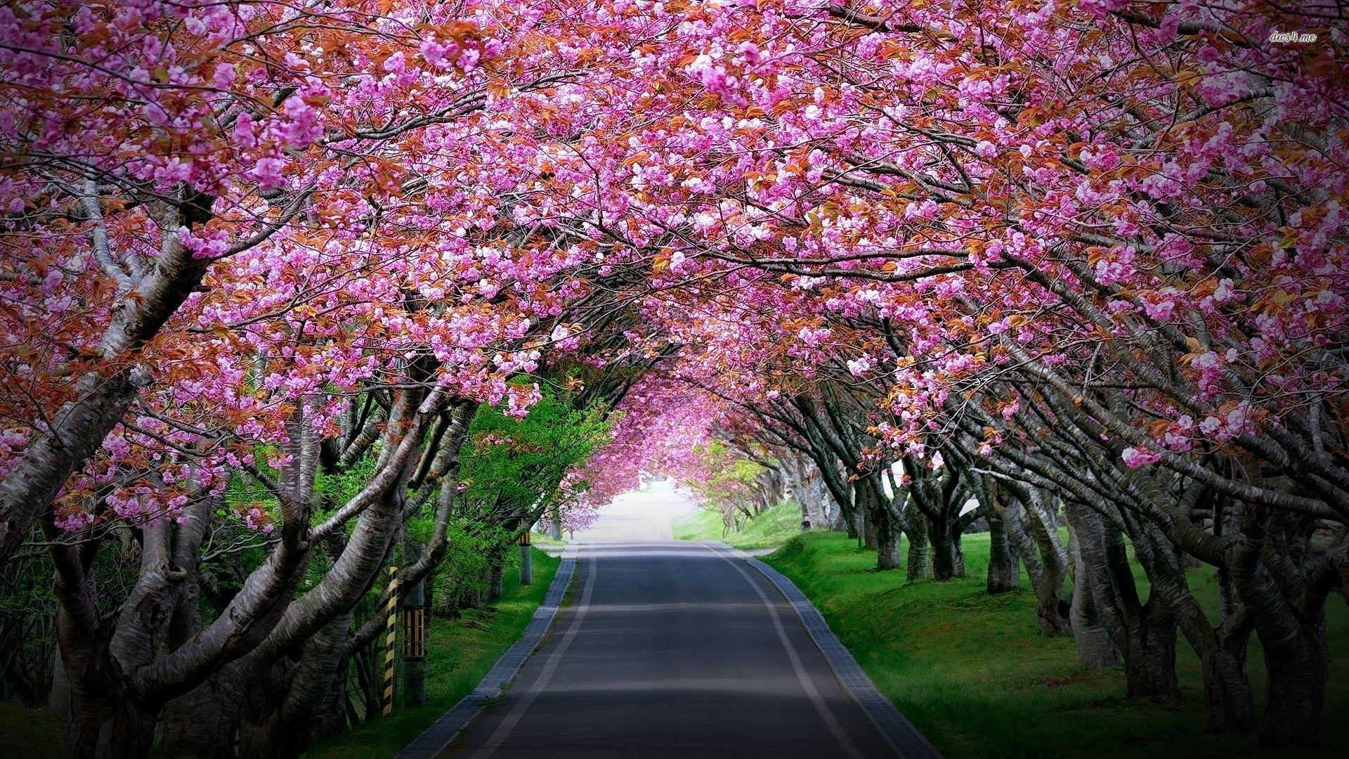 Japan Flower Tunnel Wallpapers Wallpaper Cave