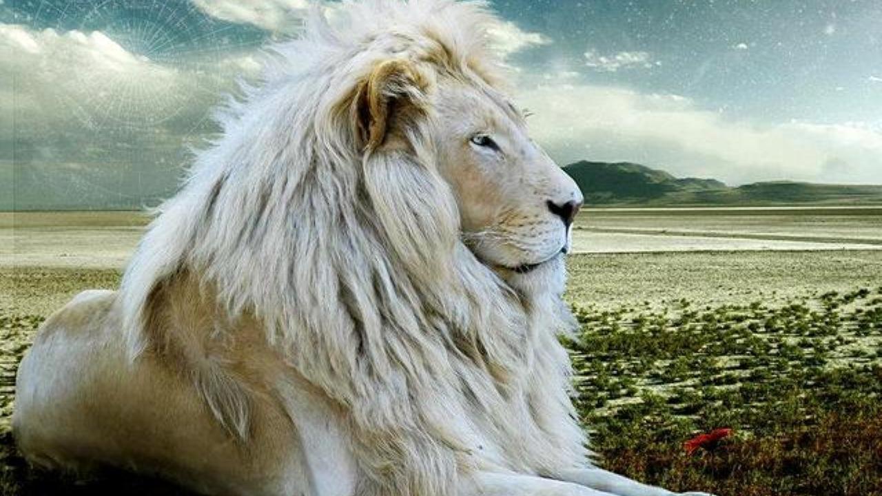 Wallpapers HD White Lion Wallpaper Cave