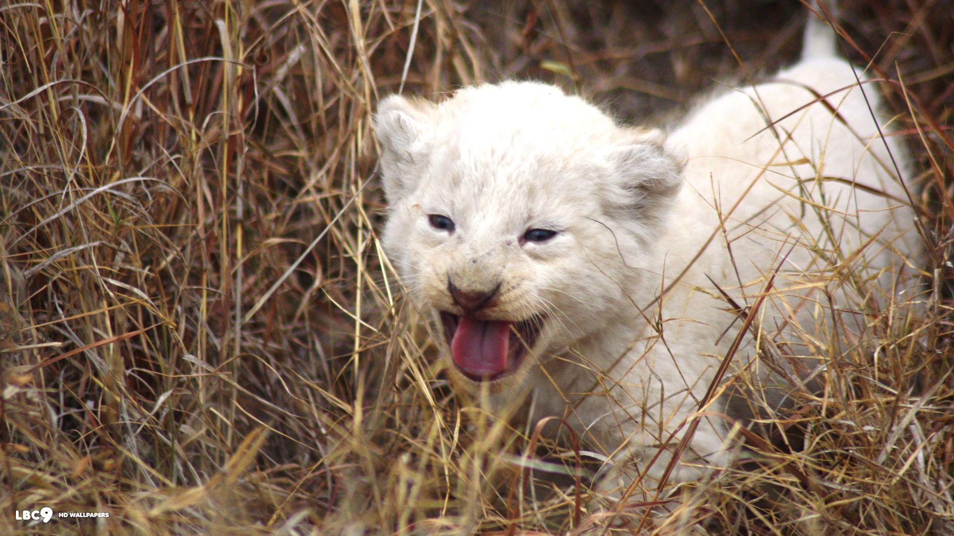 Wallpapers HD White Lion Wallpaper Cave