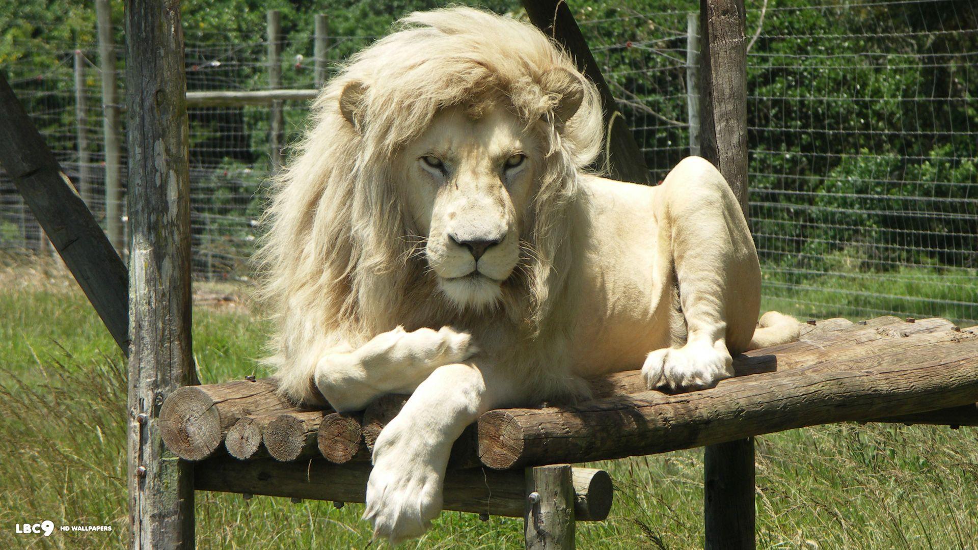 Wallpapers HD White Lion Wallpaper Cave