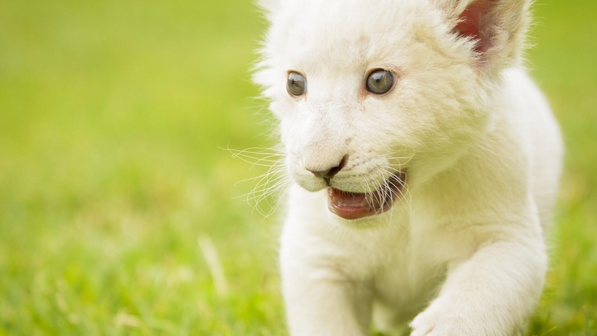 Wallpapers HD White Lion Wallpaper Cave