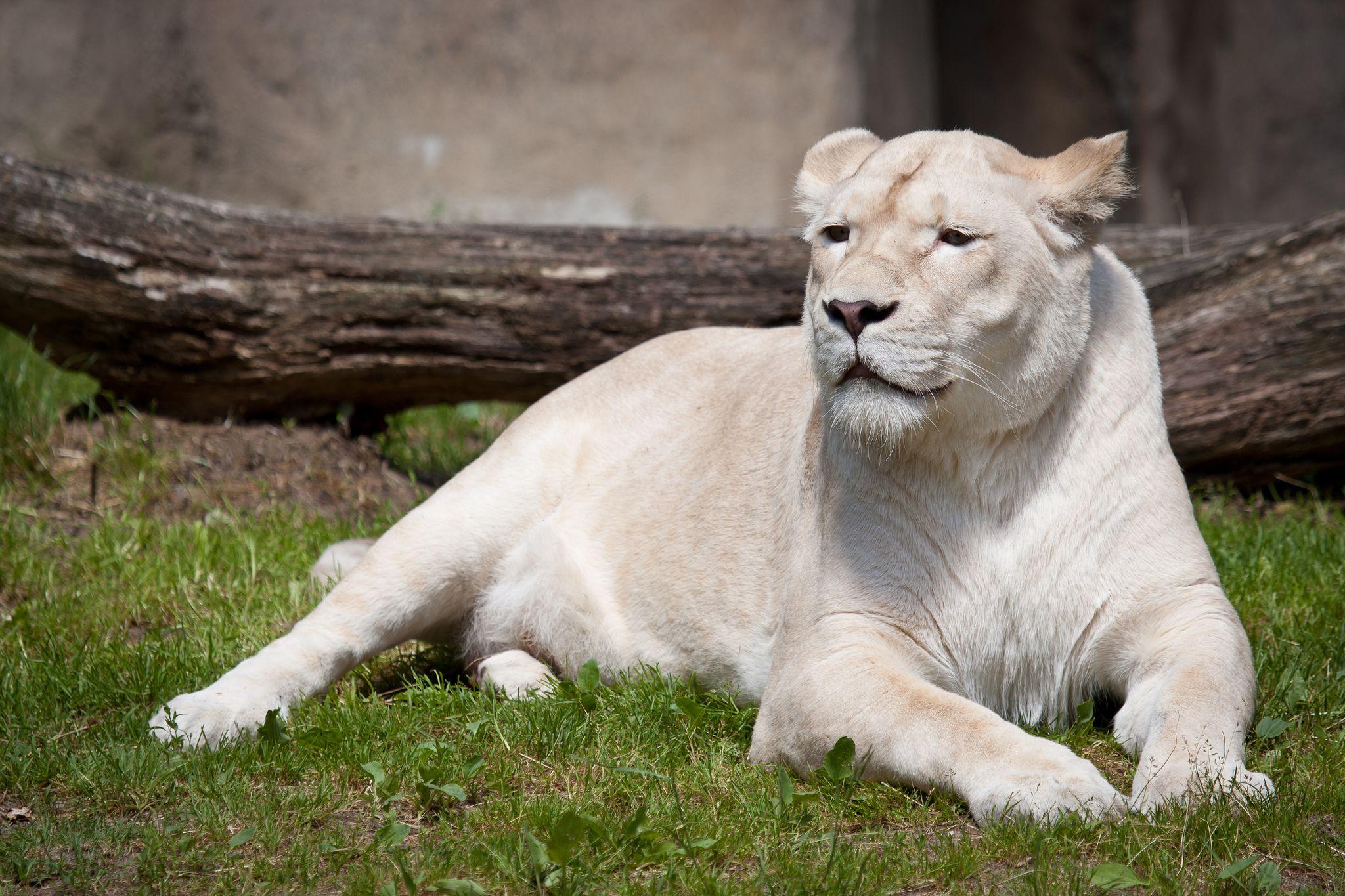 Wallpapers HD White Lion Wallpaper Cave