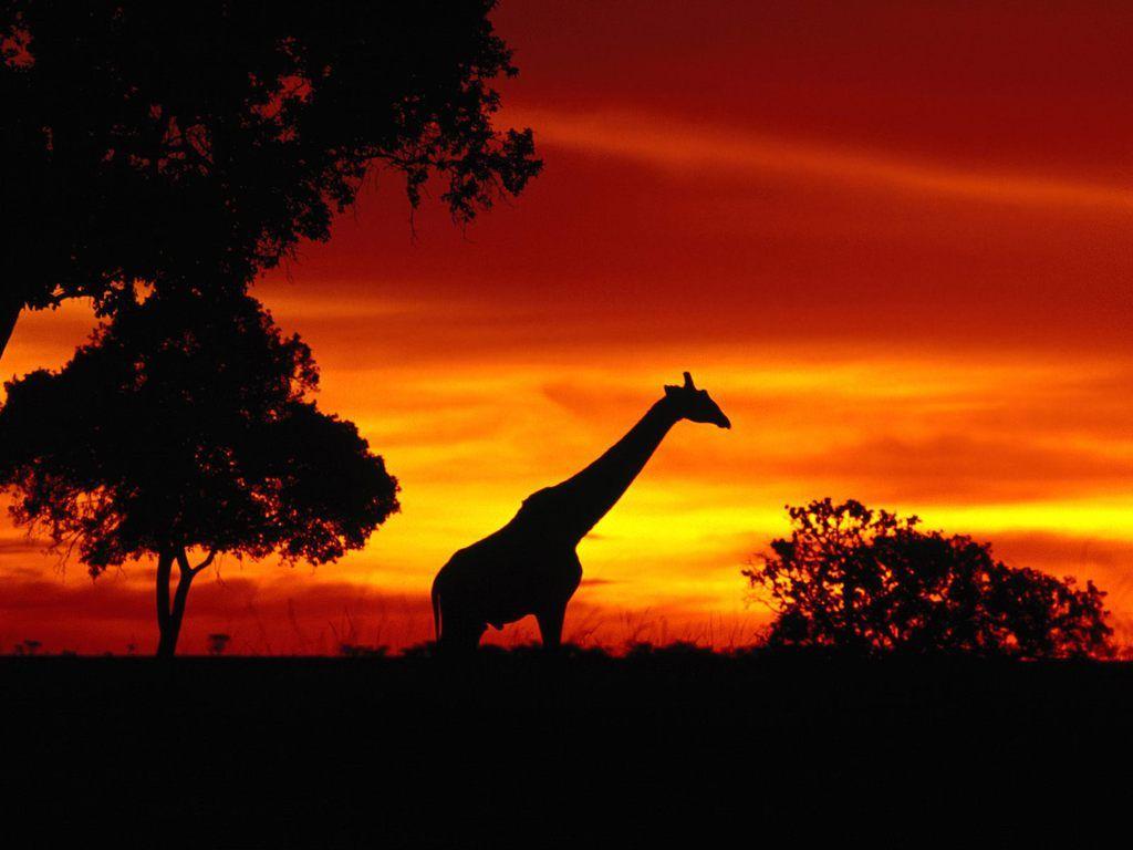 Sunrise In Africa Wallpapers Wallpaper Cave