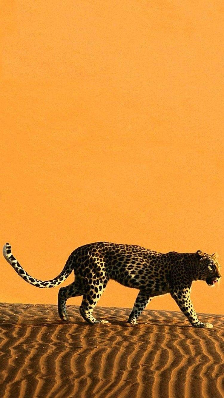 Colorful Leopard Iphone Wallpapers Wallpaper Cave