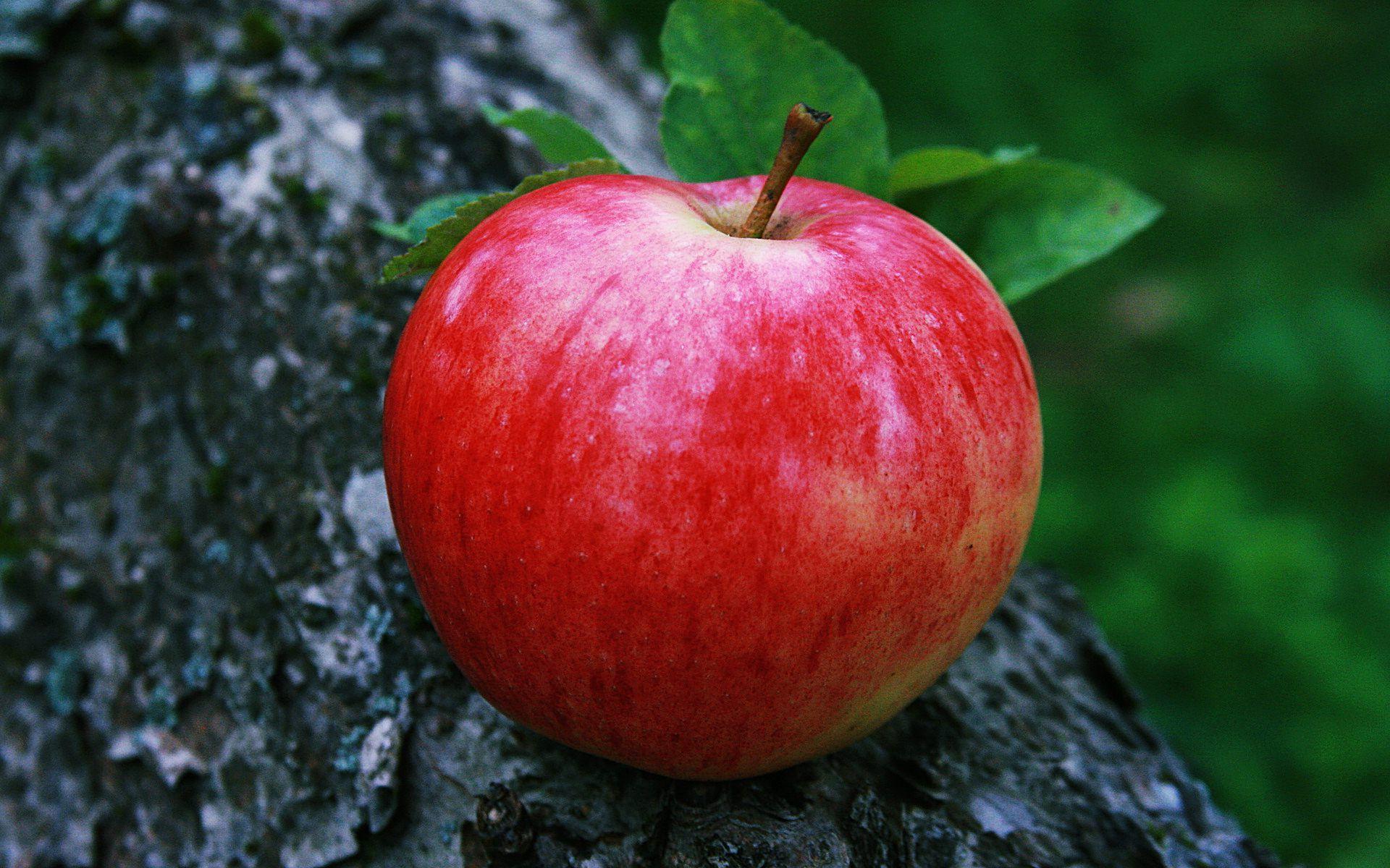 HD Dew Red Apple Wallpapers Wallpaper Cave