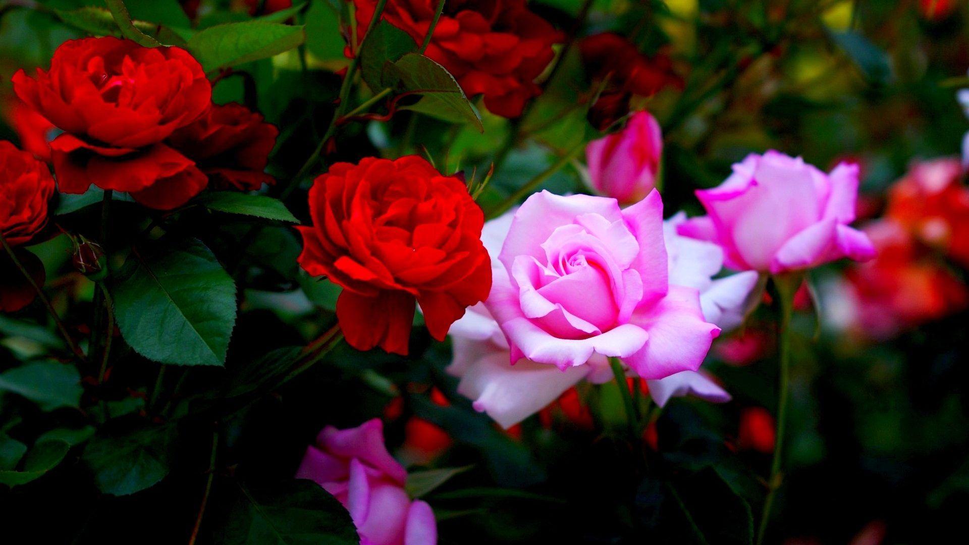 Rose In Garden HD Mobile Wallpapers Wallpaper Cave