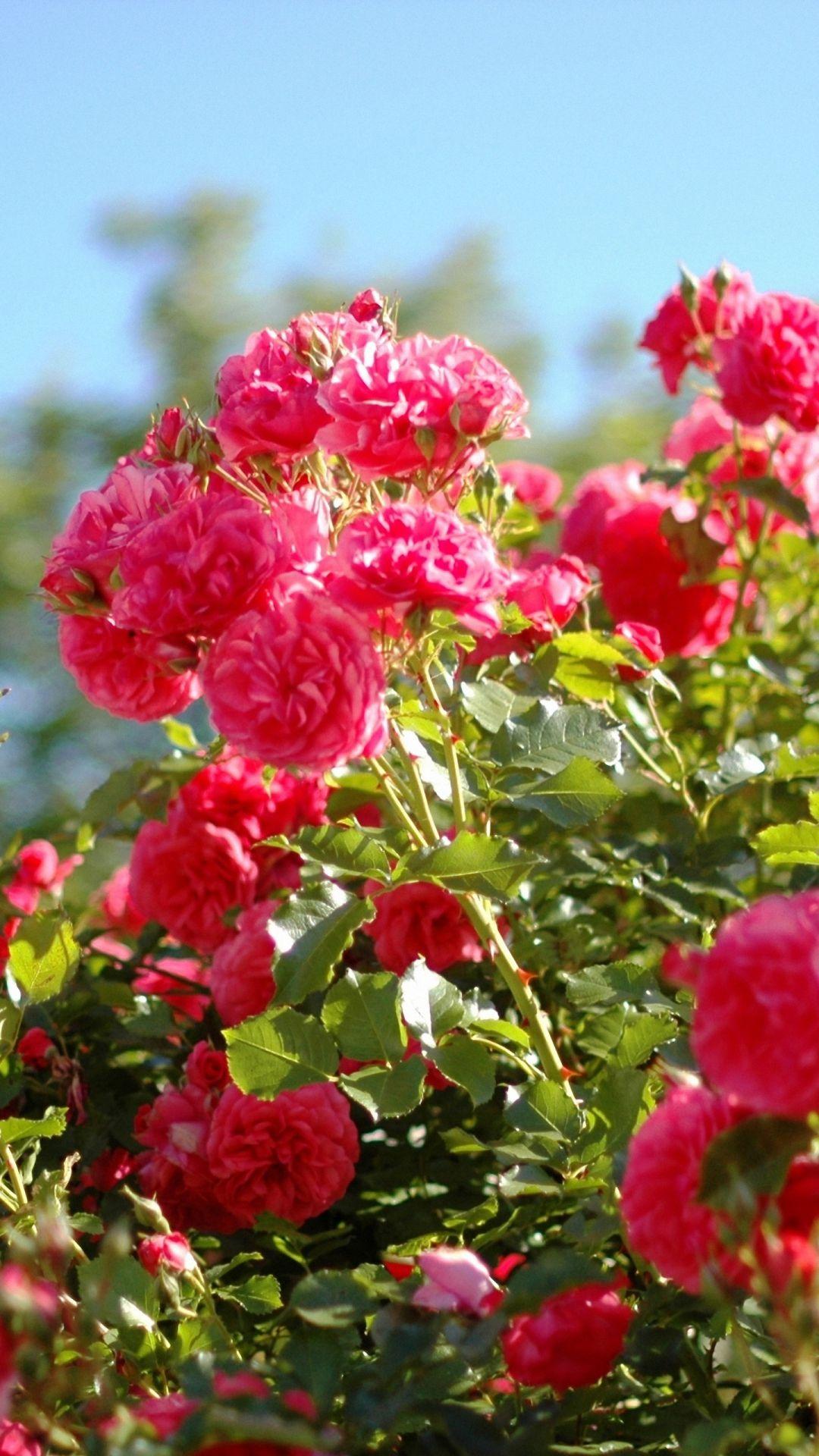 Mobile Rose Hd Wallpapers 1080p