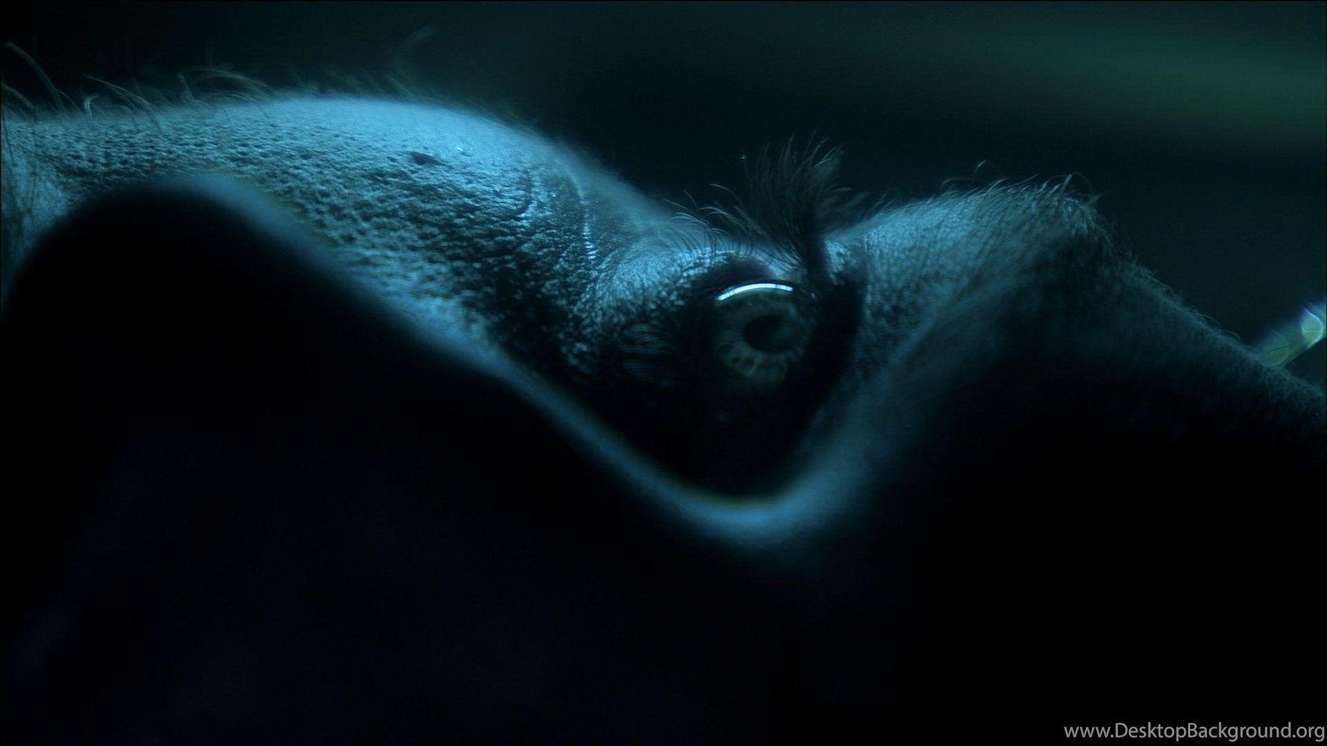 Desktop Blu Ray Wallpapers Wallpaper Cave