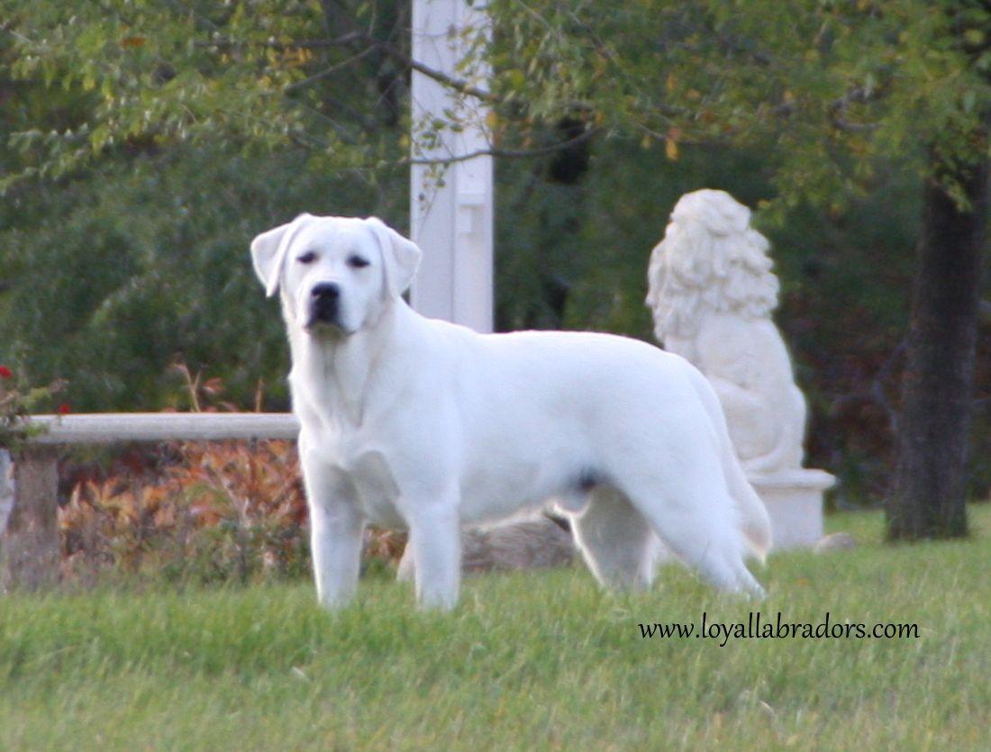Labrador Retriever White Wallpapers Wallpaper Cave