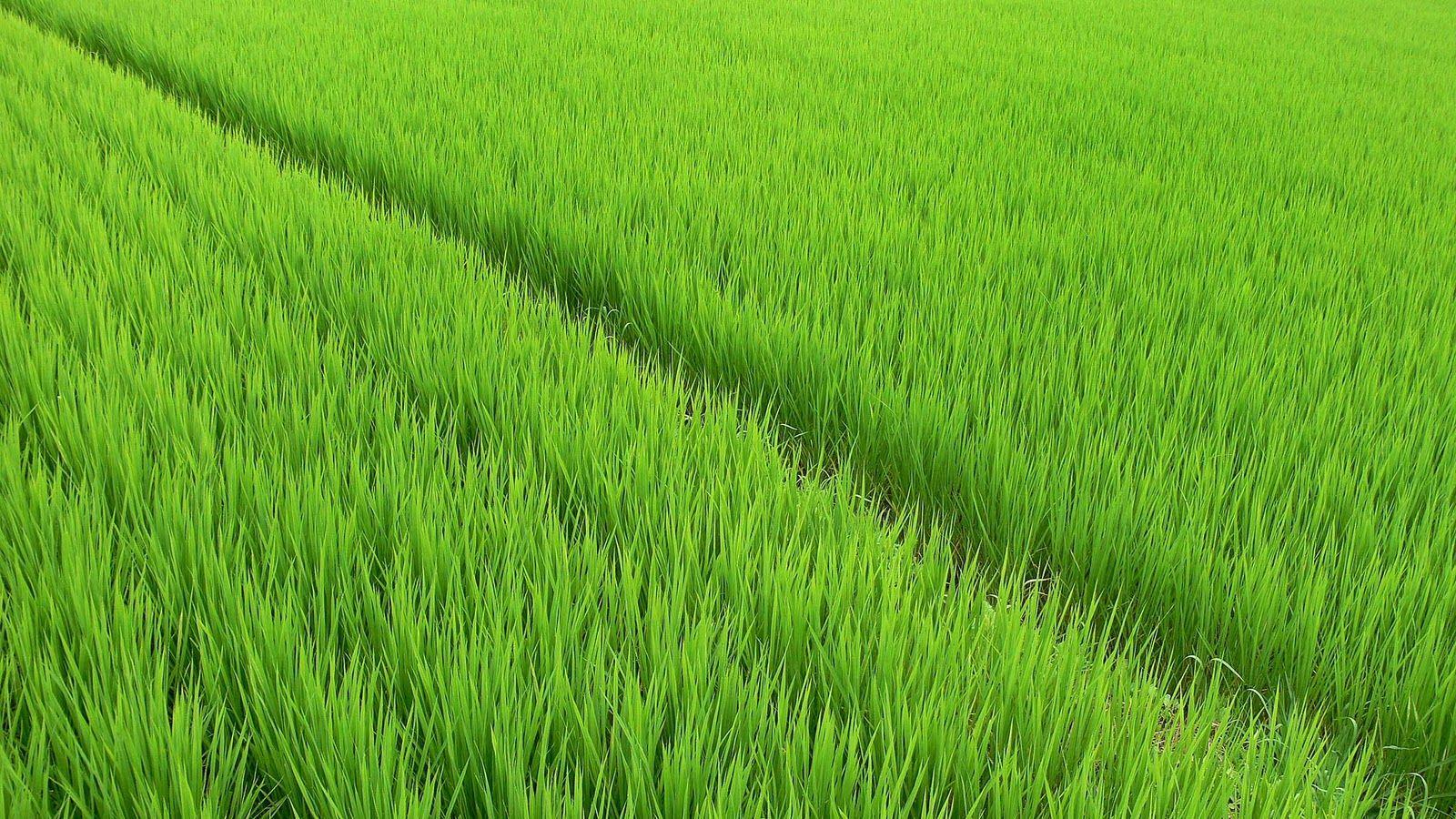 Rice Field Wallpapers Wallpaper Cave