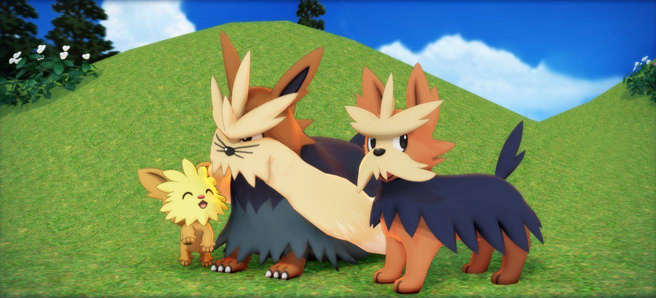 Stoutland HD Wallpapers Wallpaper Cave