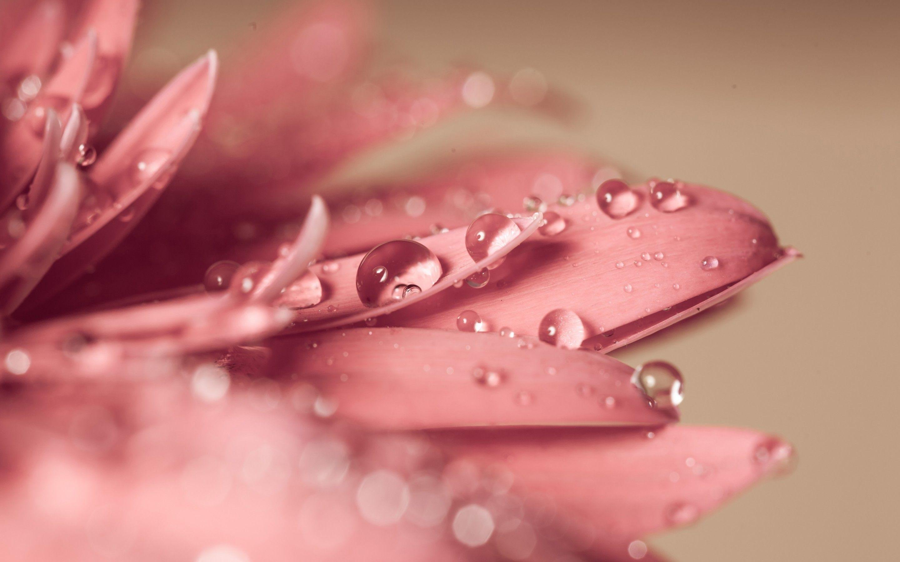 Pink Water Drops Wallpapers Wallpaper Cave