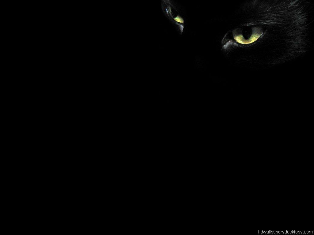 Cat Eye Wallpapers Wallpaper Cave